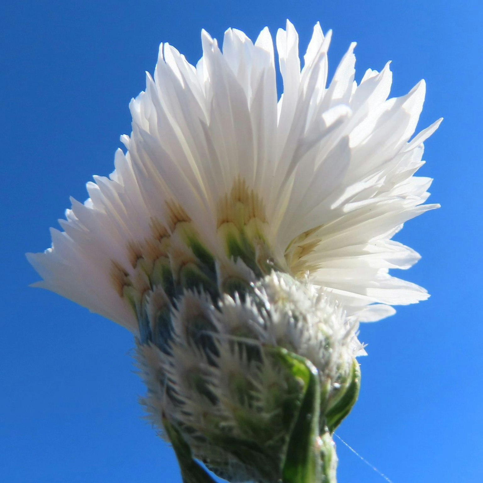 Nahaufnahme einer weißen Blume vor blauem Himmel
