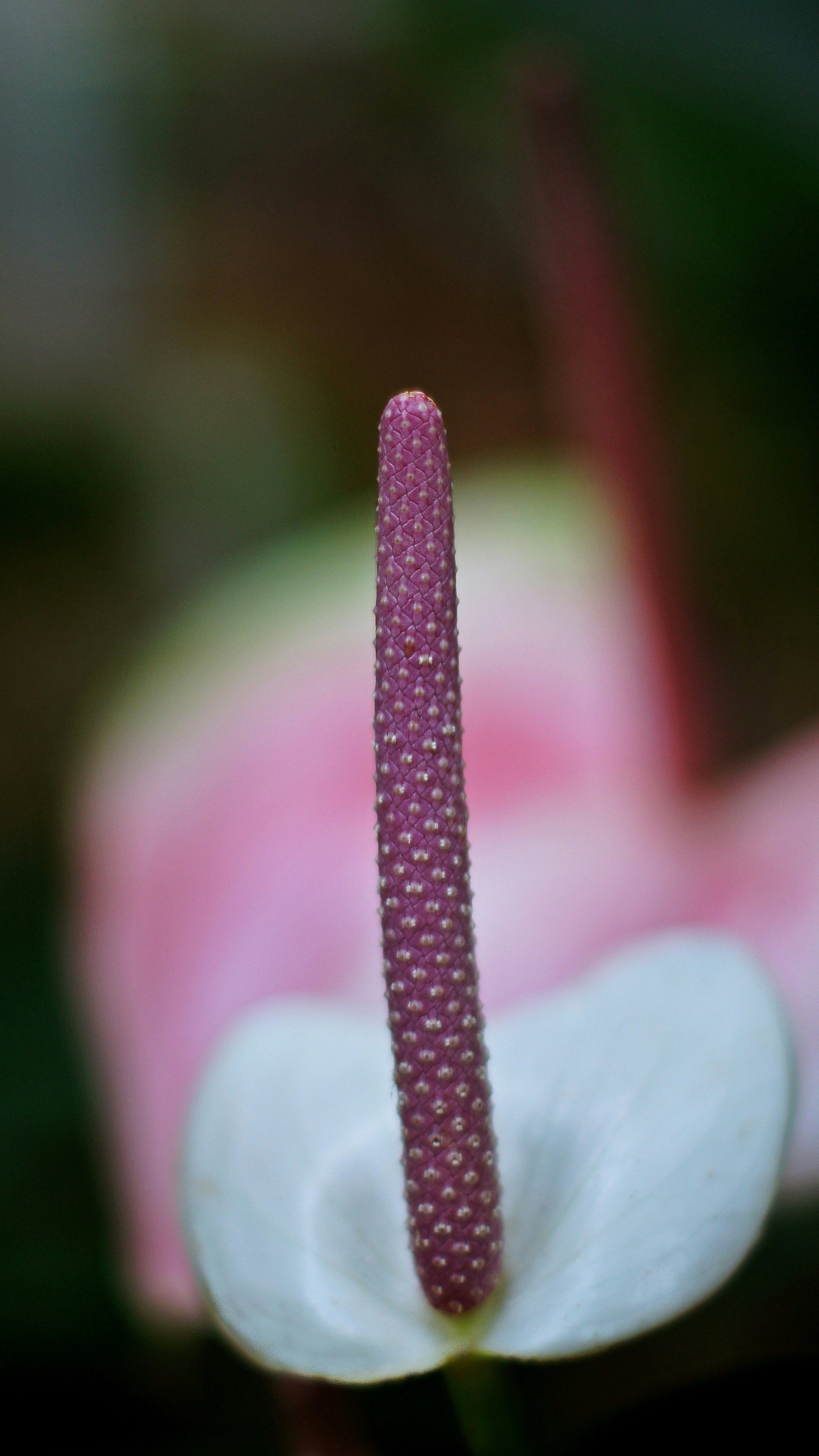 Flor de anthurio con espádice rosa y fondo desenfocado