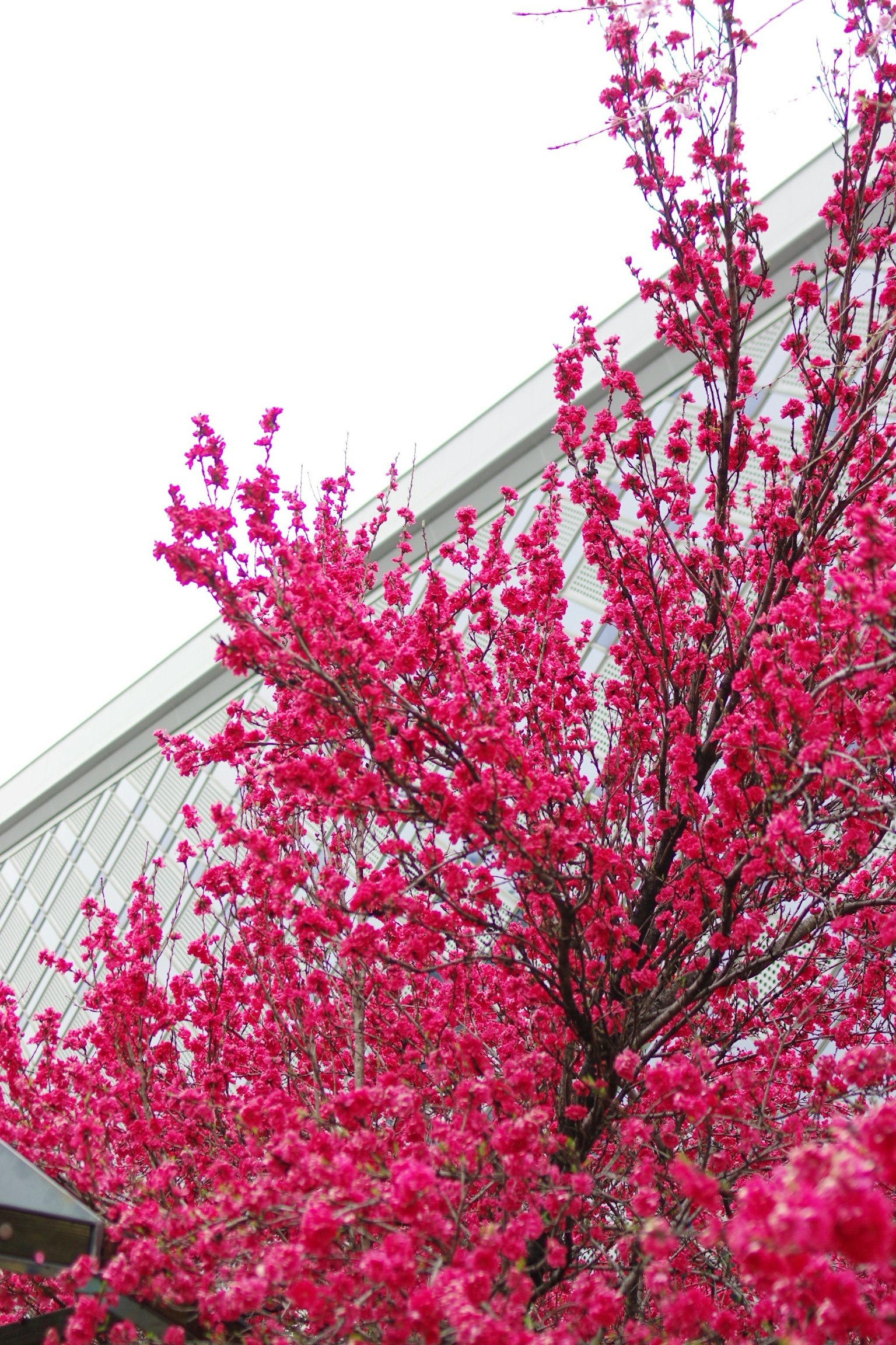 Albero fiorito di rosa vivo contro un edificio bianco