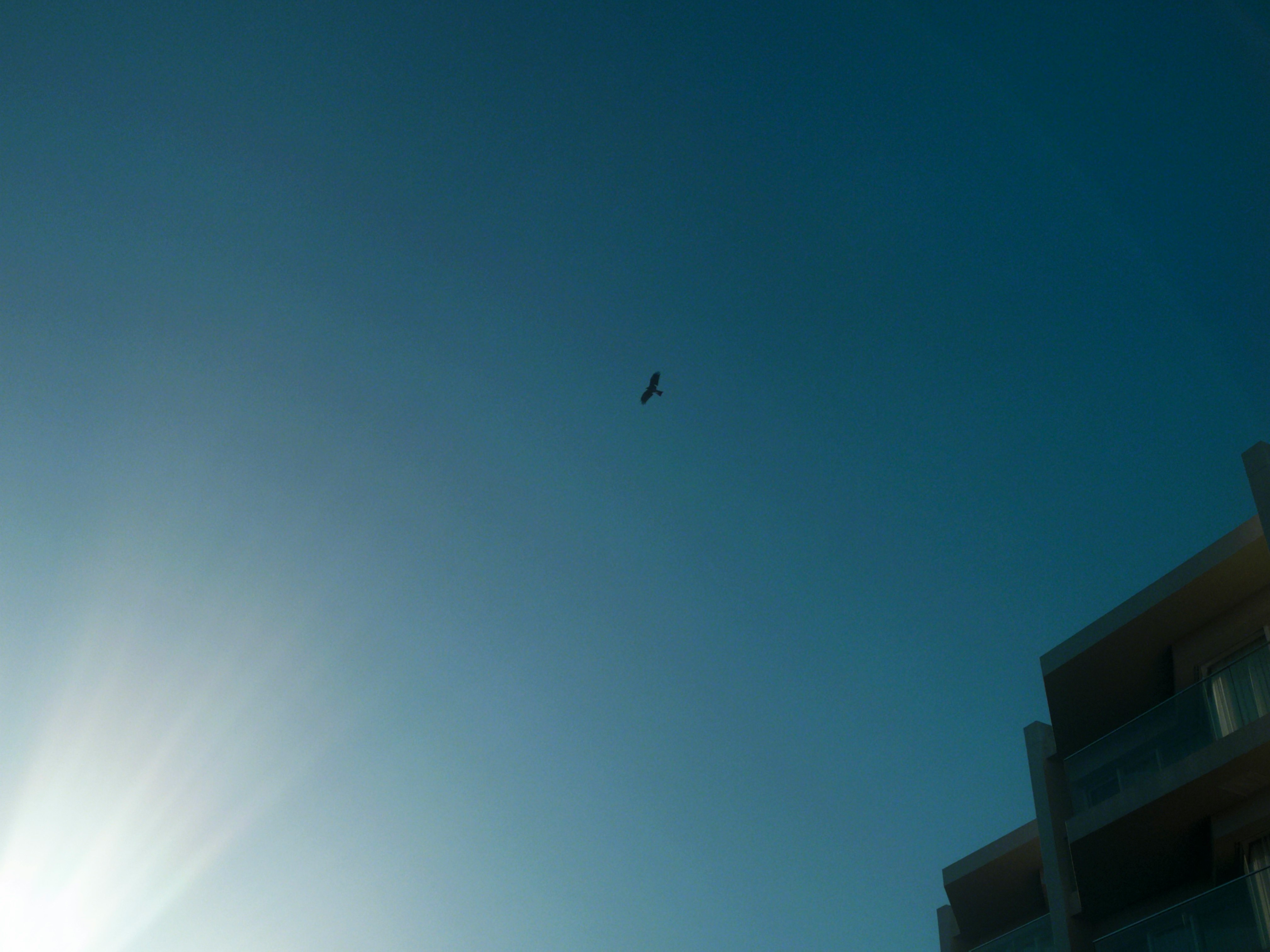 small bird flying in a blue sky