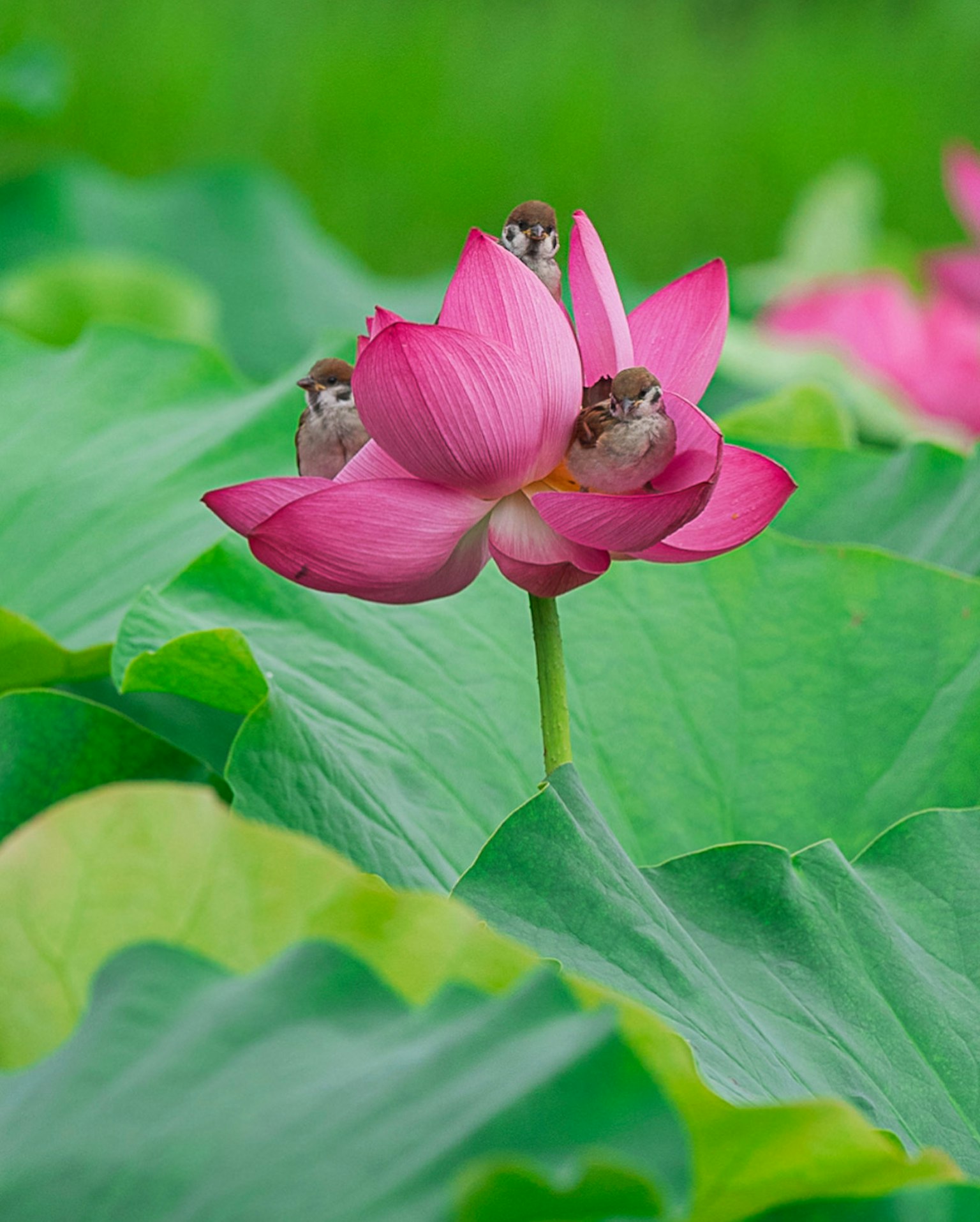 Scène magnifique avec une fleur de lotus rose entourée de feuilles vertes