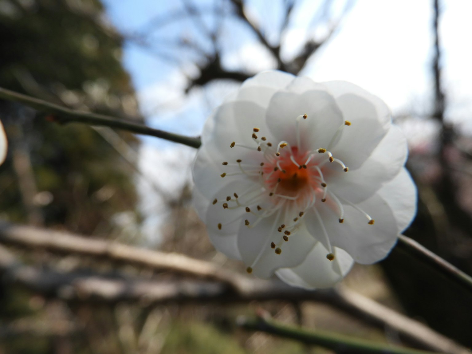 Acercamiento de una flor blanca en una rama con fondo de cielo azul
