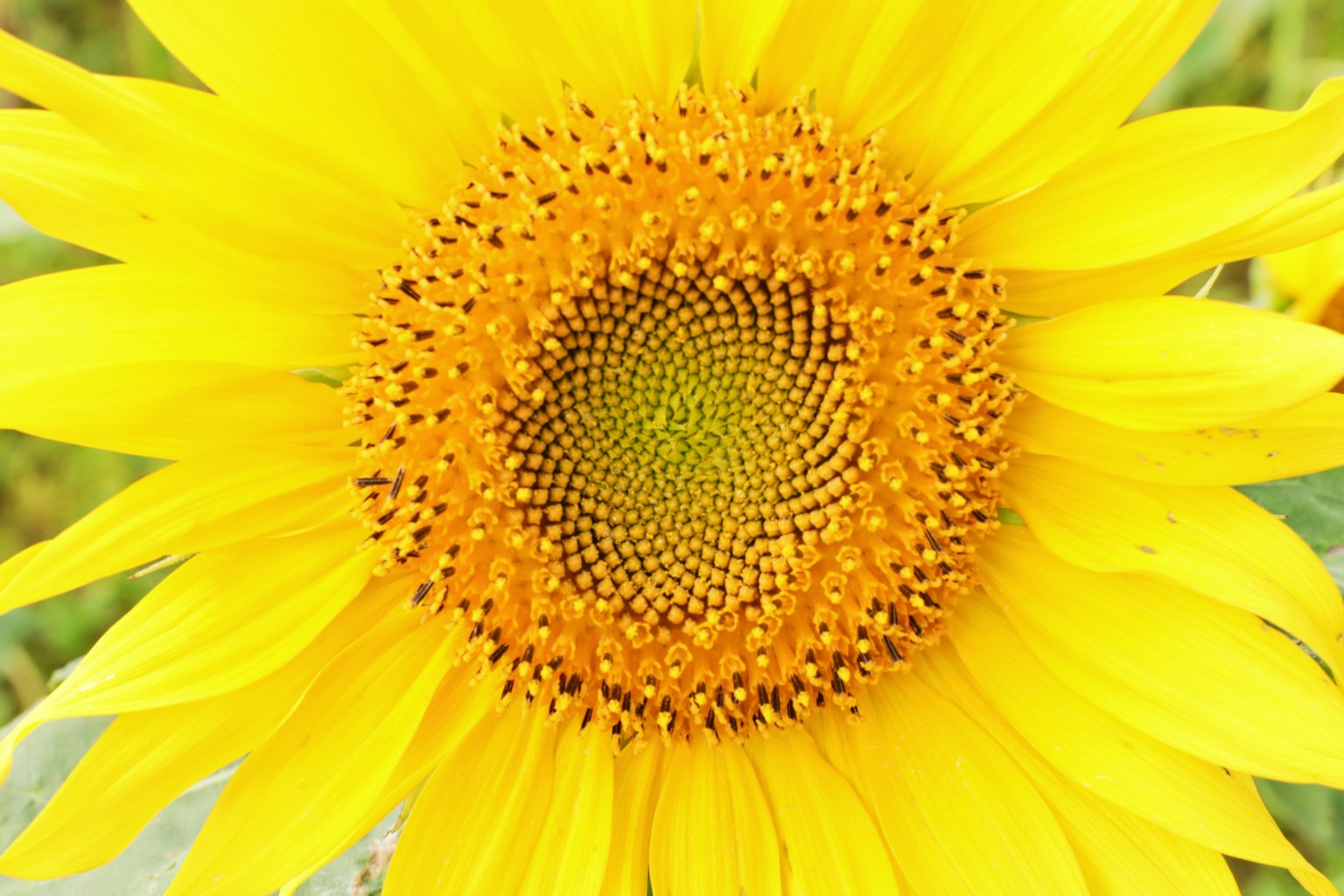 Nahaufnahme einer lebhaften gelben Sonnenblume mit einem detaillierten Zentrum