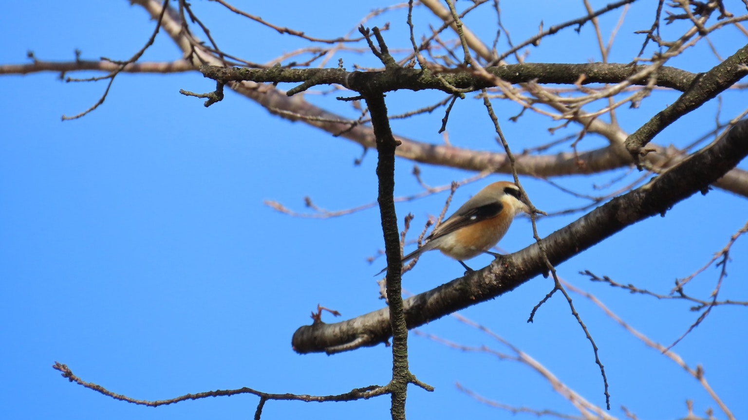 Ein kleiner Vogel sitzt auf einem Ast unter einem blauen Himmel