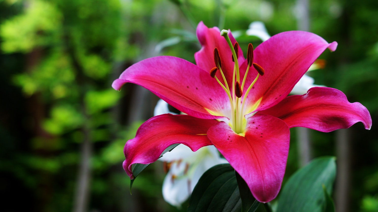 鲜艳的粉色百合花在绿色背景下盛开