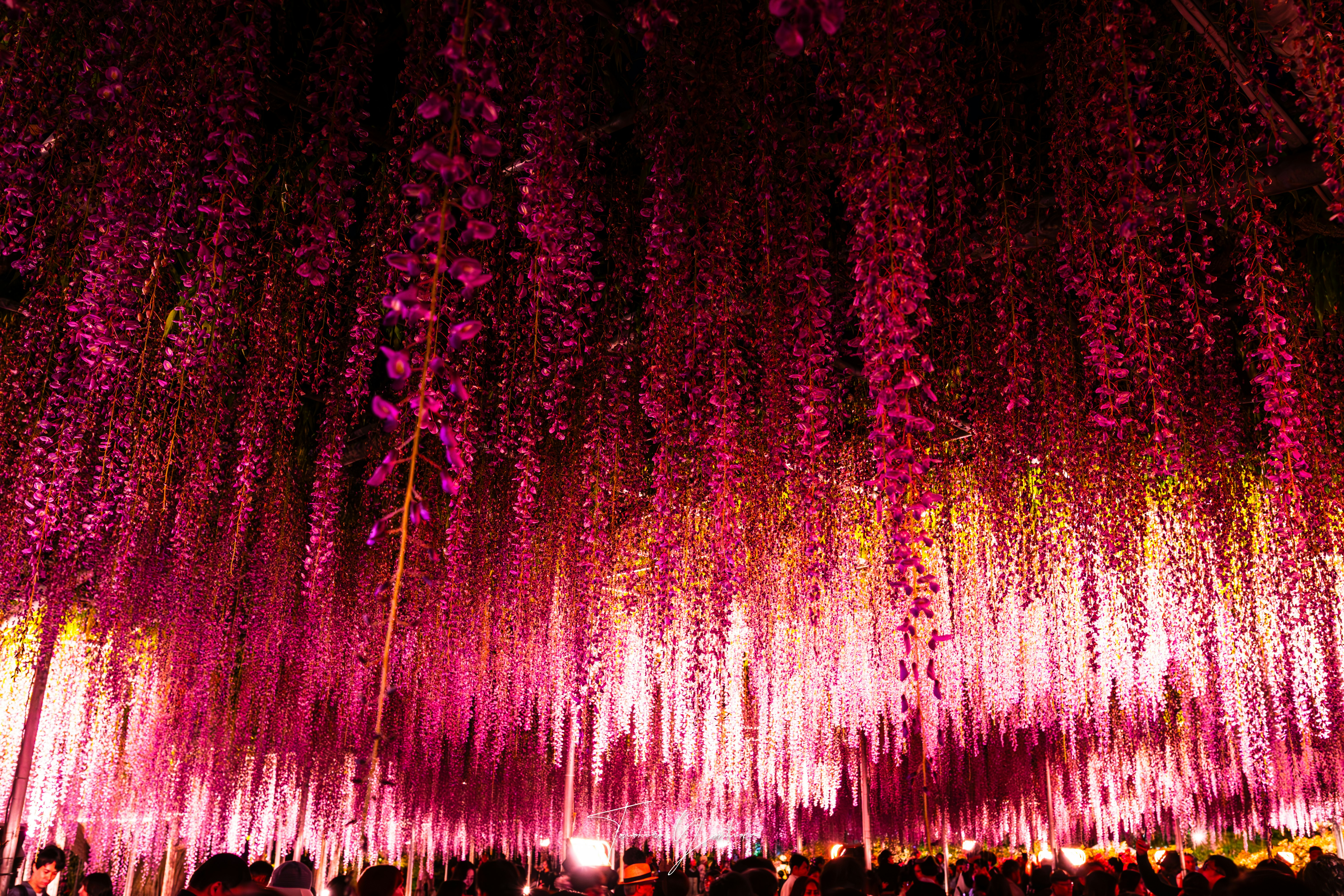 藤の花のトンネルのように咲き誇る花畑の夜景