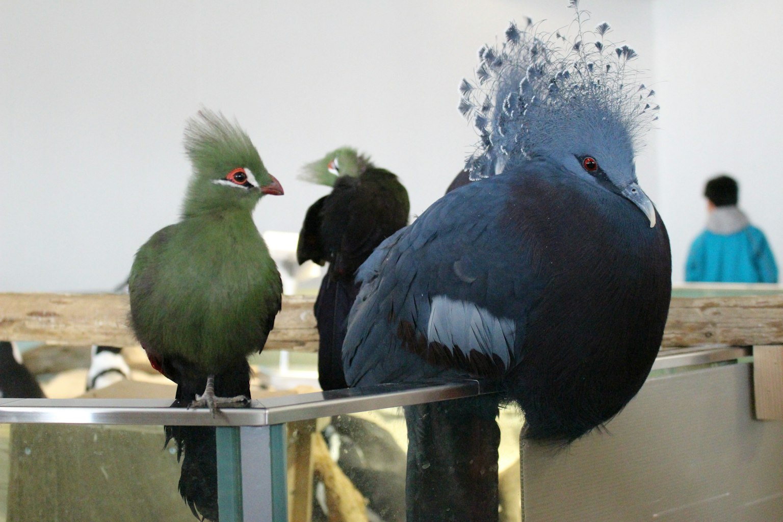 Un pájaro de plumas azules y un pájaro de plumas verdes están uno al lado del otro