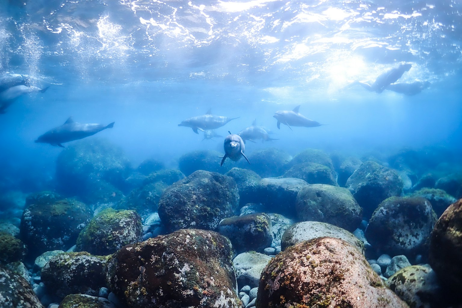 Scène sous-marine avec des rochers et un groupe de dauphins nageant