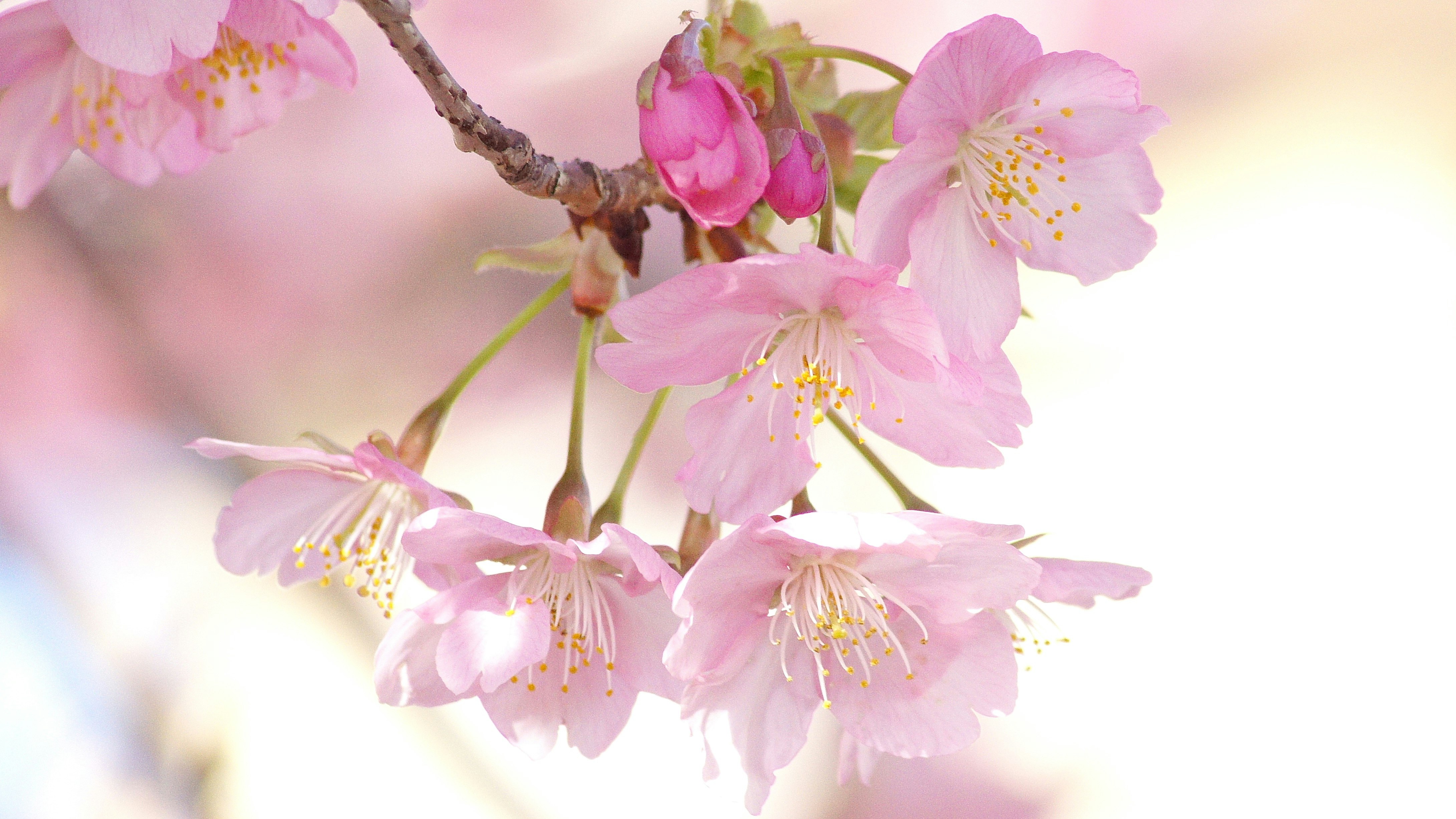 河津桜の淡いピンクの花が枝に咲く