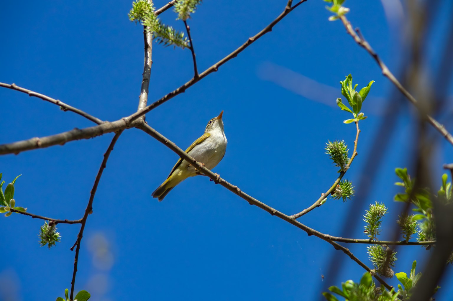 Seekor burung kecil bertengger di cabang di bawah langit biru