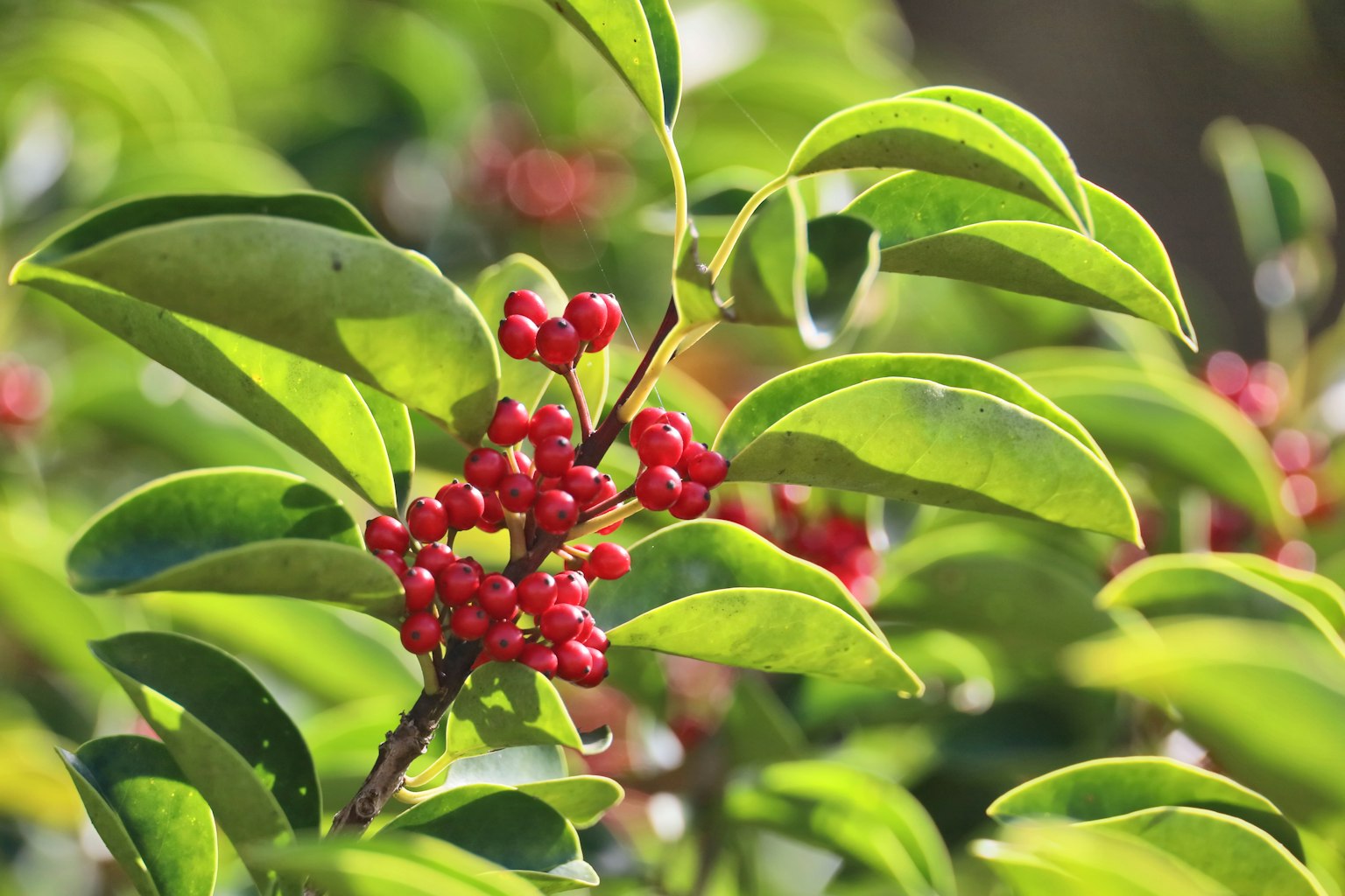 Close-up of a plant with red berries and green leaves