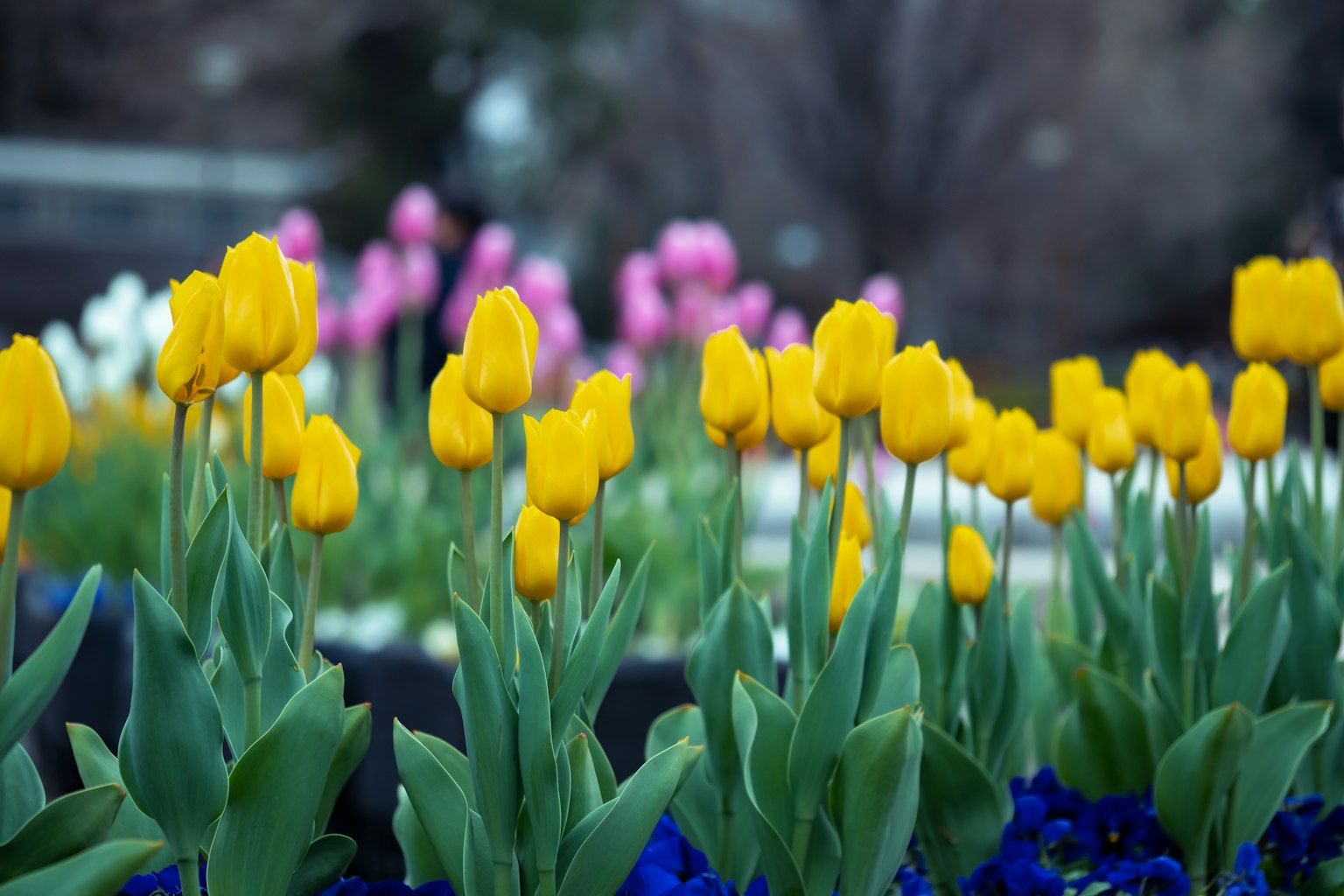Un jardin avec des tulipes jaunes vives et des tulipes roses ainsi que des fleurs bleues en arrière-plan