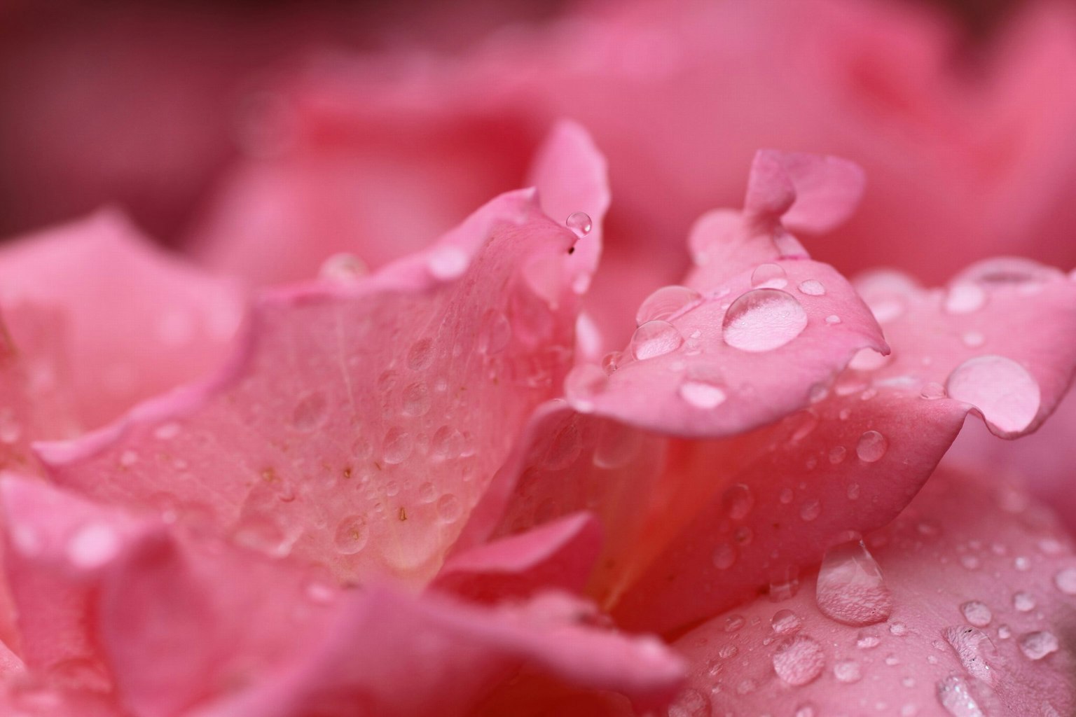 Close-up of pink rose petals with droplets of water