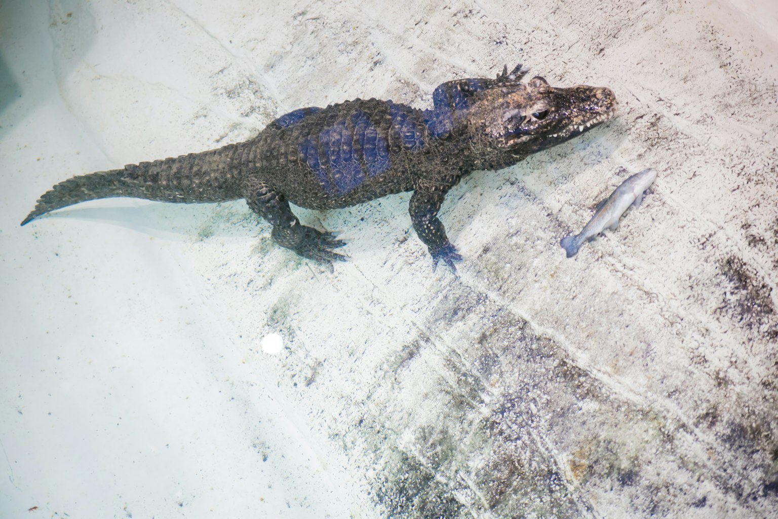 Makhluk mirip buaya di dalam air dekat ikan