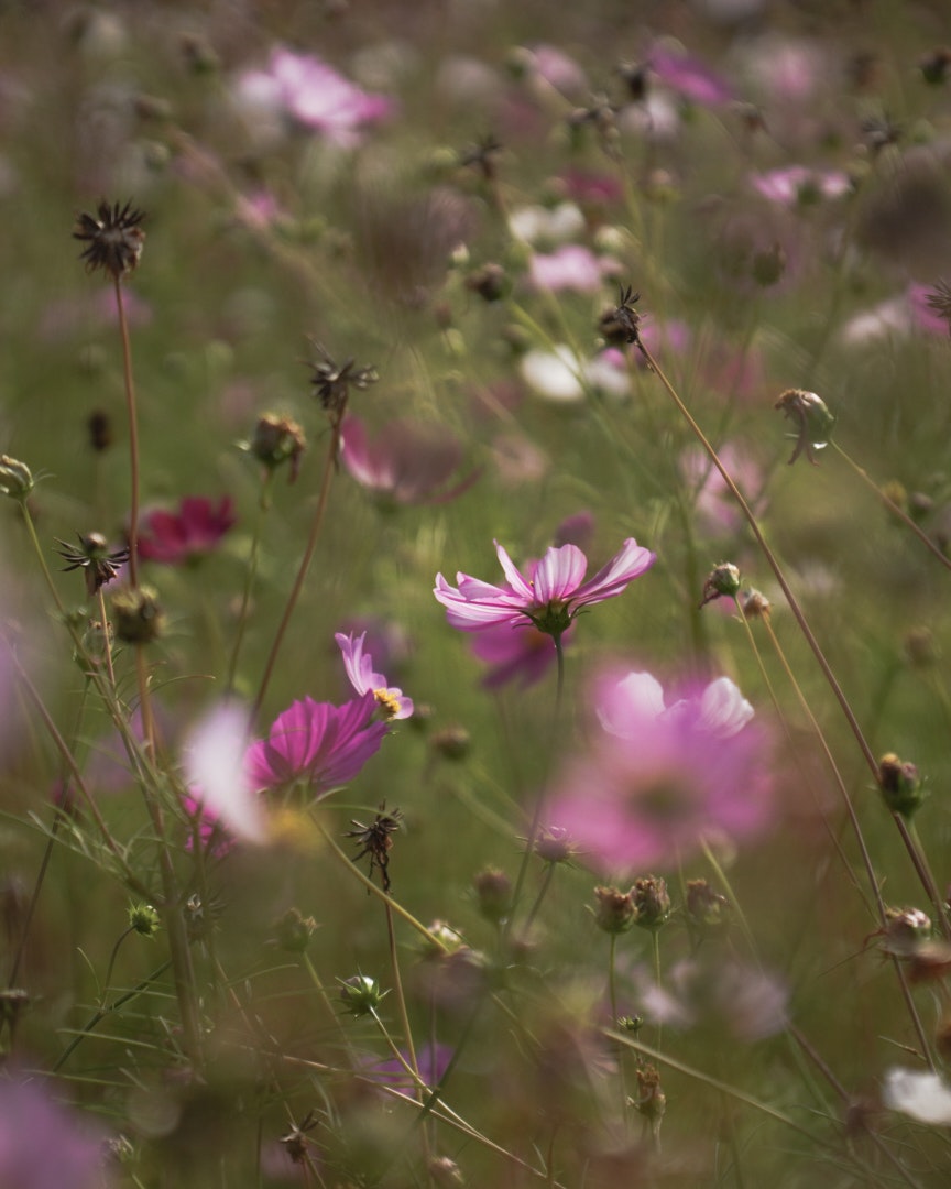 ピンクの野花が咲く草原のボケた風景