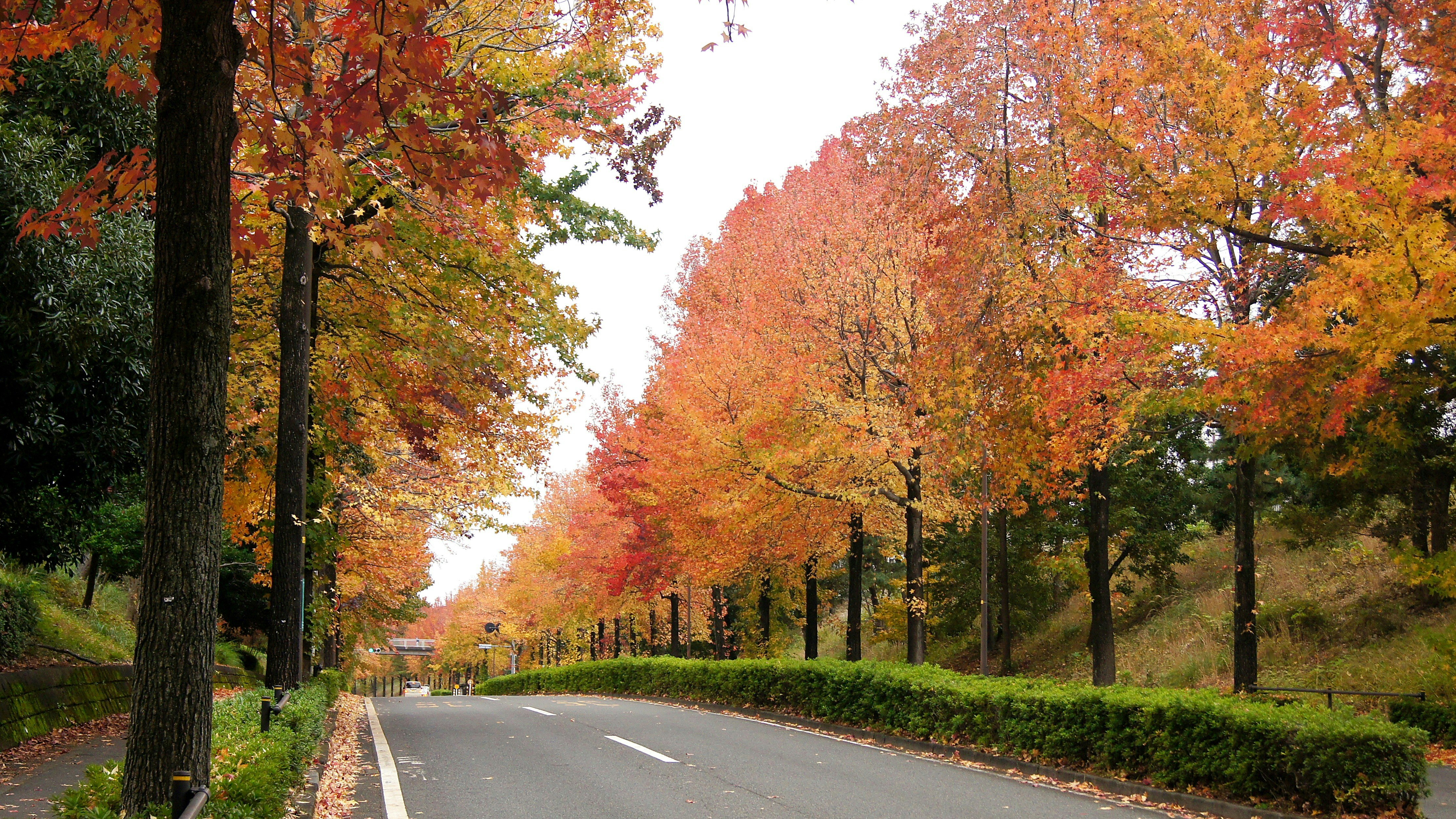 紅葉の並木道を走る車道の街路樹