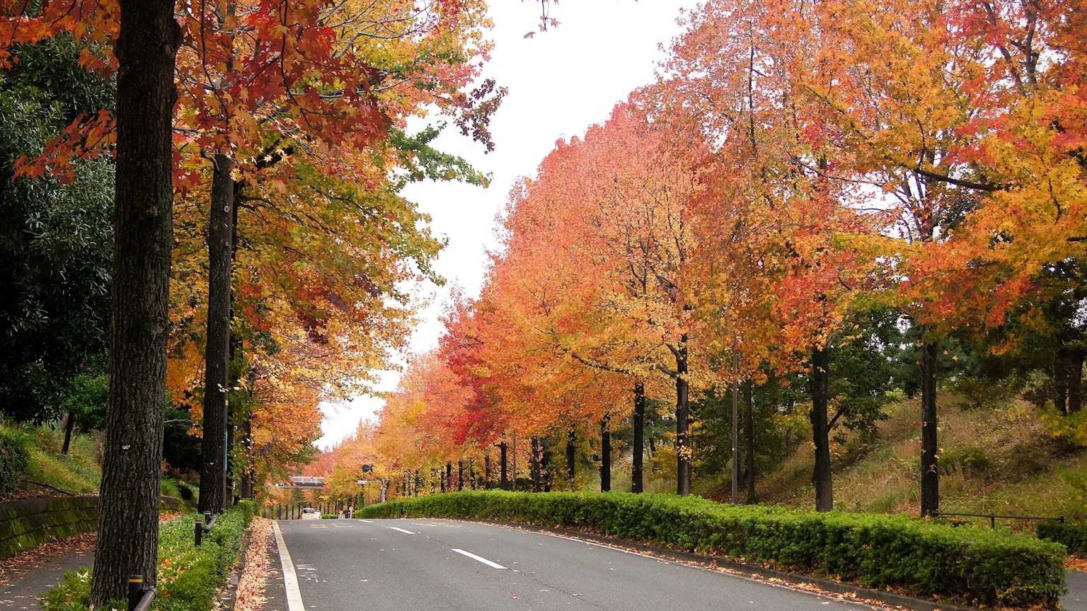 道路两旁是五彩缤纷的秋天树木和树叶