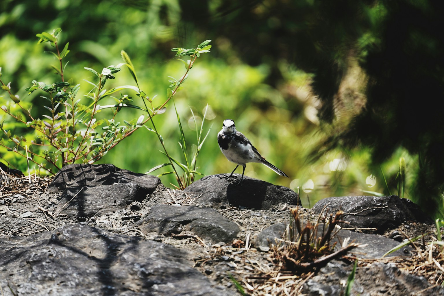 Seekor burung kecil berdiri di atas batu dengan latar belakang hijau