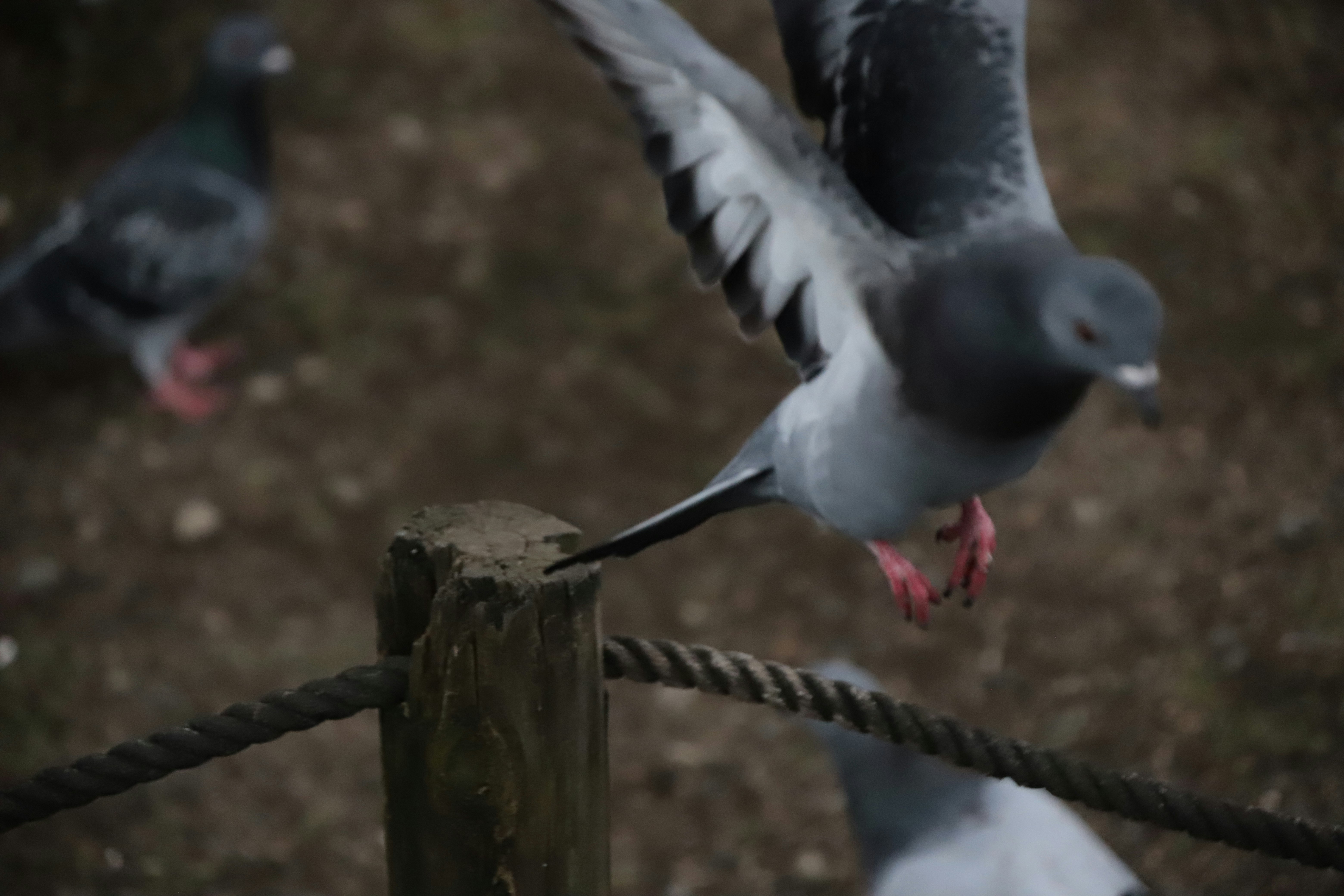 Vogelfüße, mit einem Seil verbunden