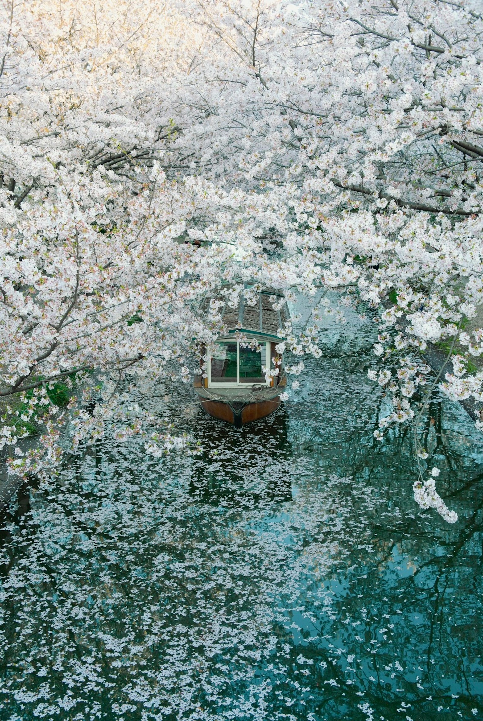 Pemandangan indah dengan perahu kecil mengapung di bawah bunga sakura yang mekar