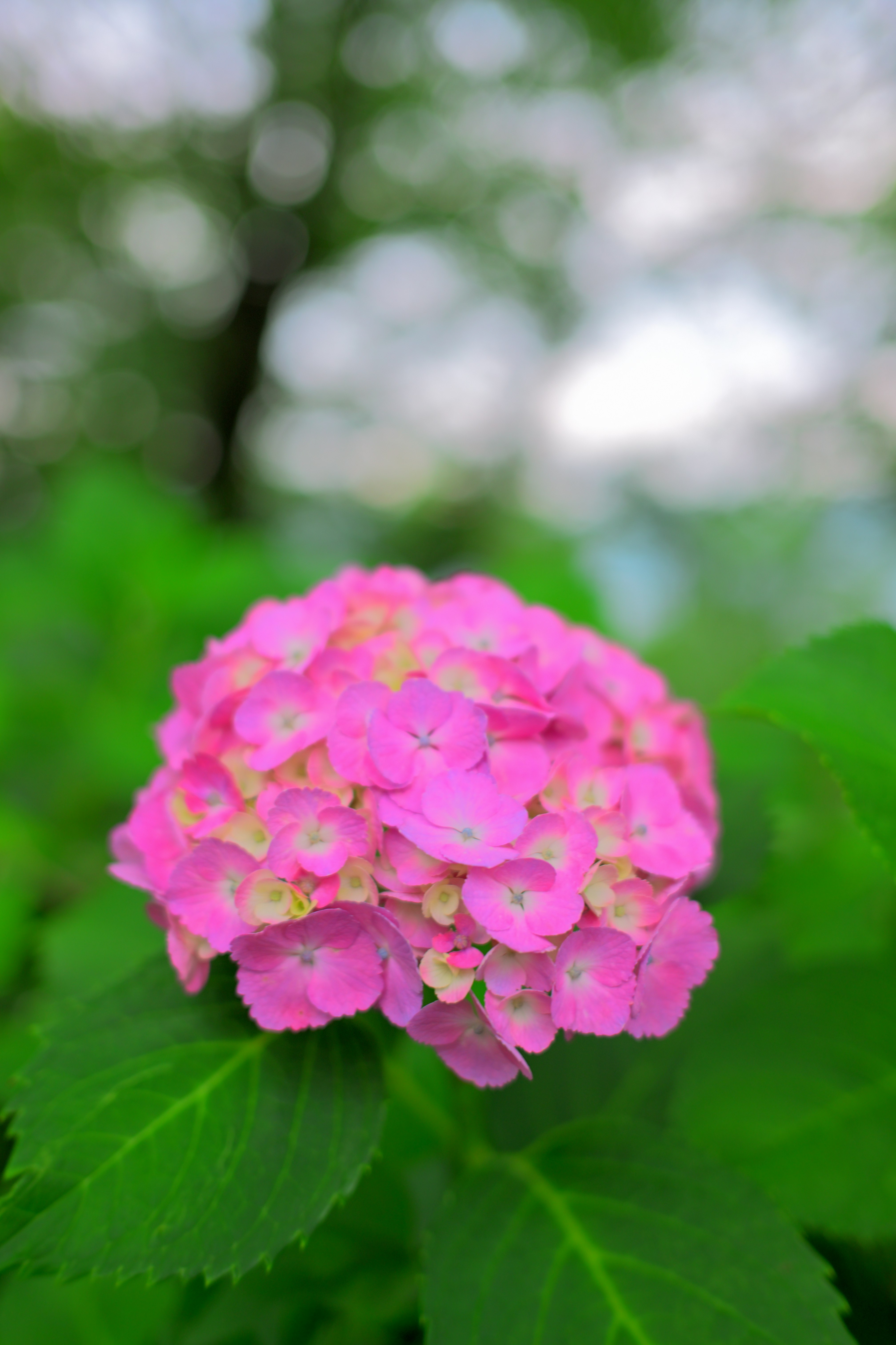 Rosa Hortensienblüte mit grünen Blättern