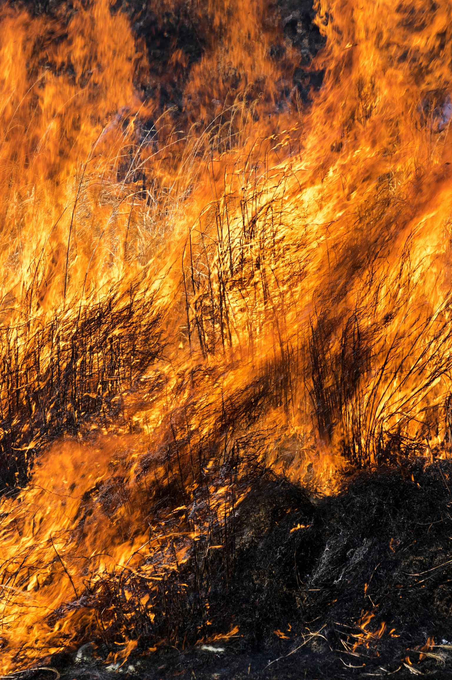 Primo piano di erba in fiamme con fiamme arancioni e gialle brillanti