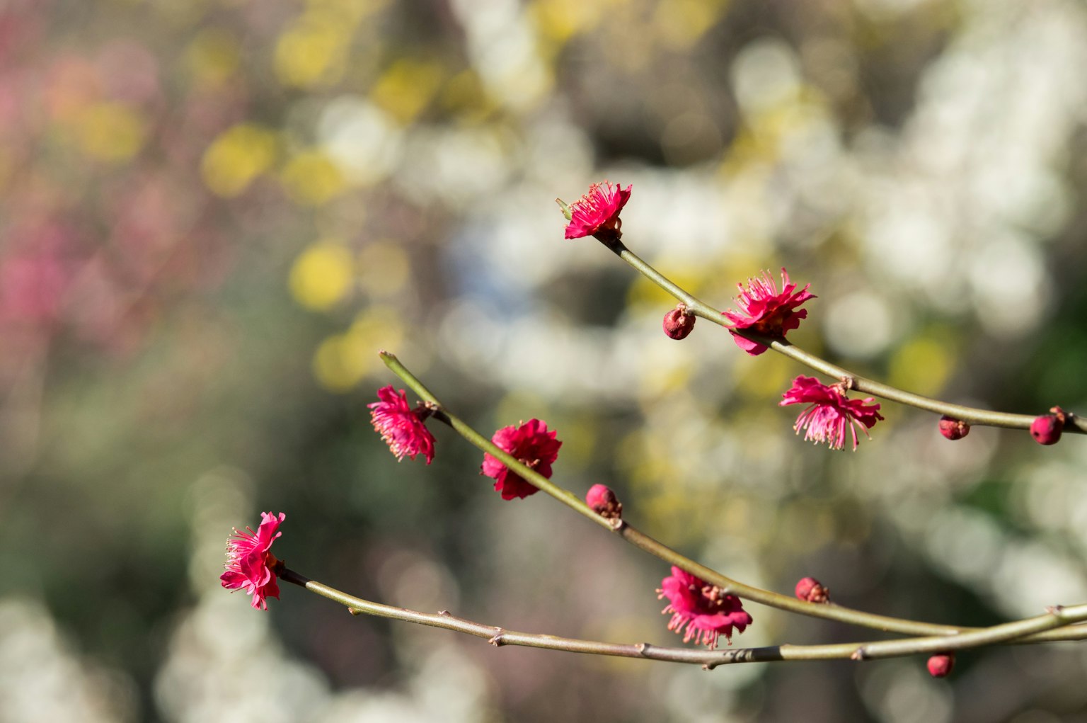 Ramo con fiori rossi su uno sfondo sfocato primaverile