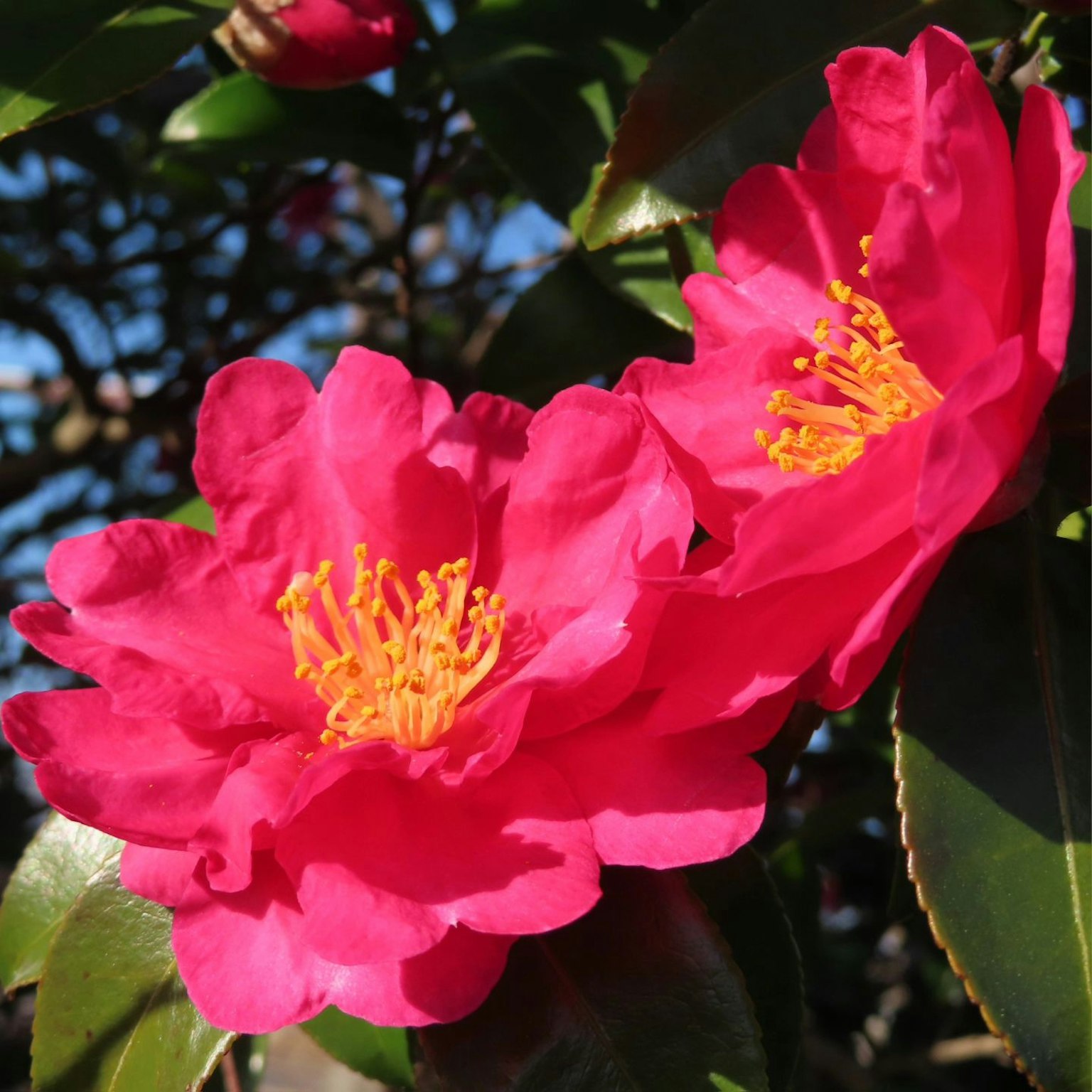Bunga camelia merah muda cerah sedang mekar bersama