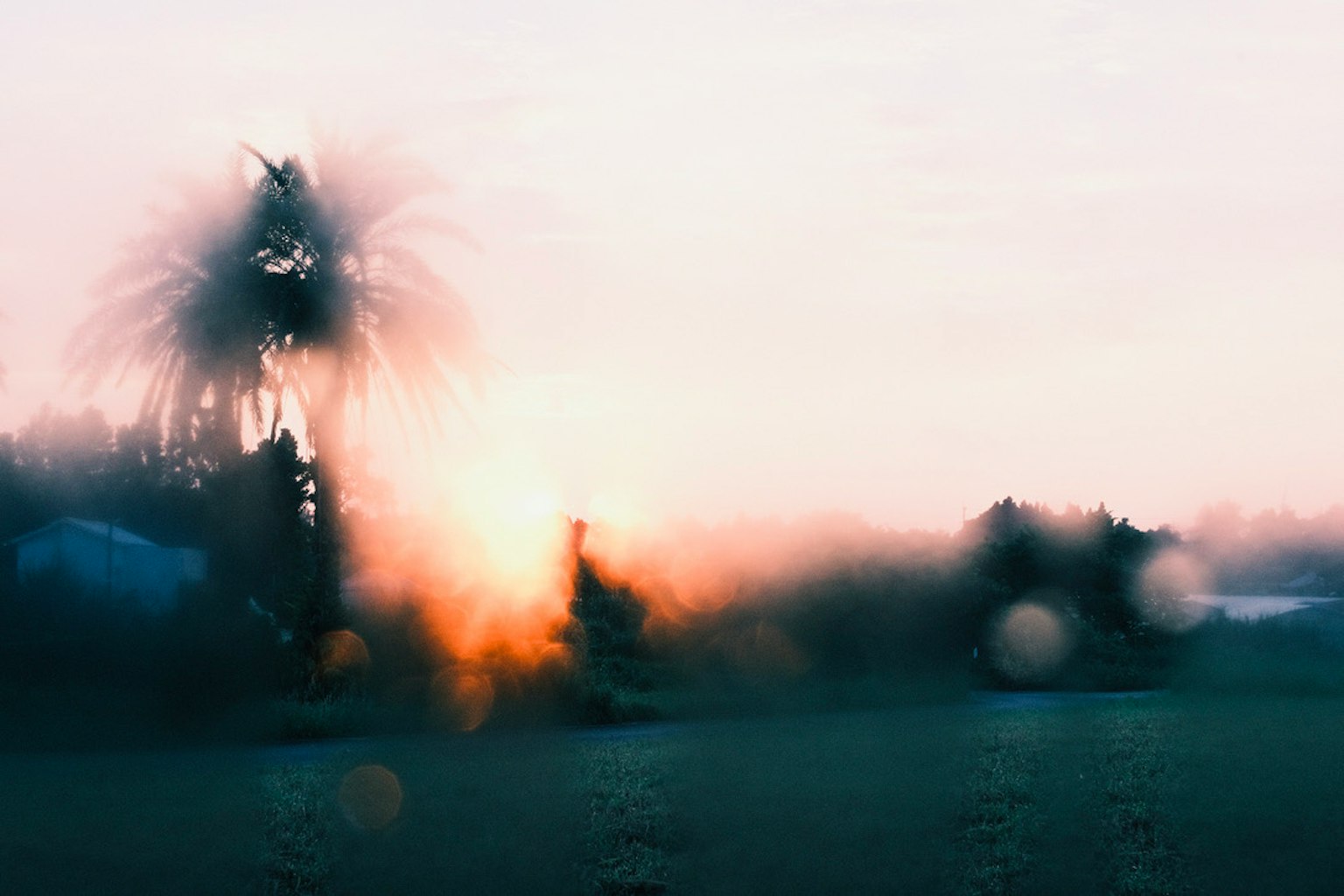 Blurred sunset landscape with silhouetted palm trees and soft light