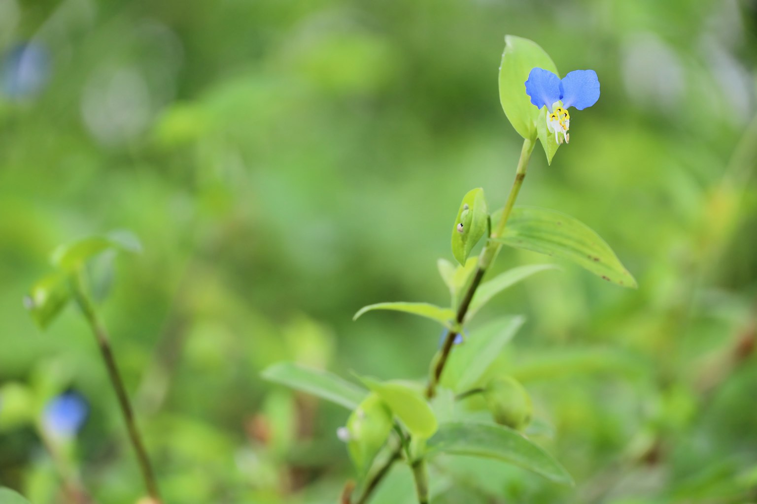 Primer plano de una planta con pequeñas flores azules sobre un fondo verde