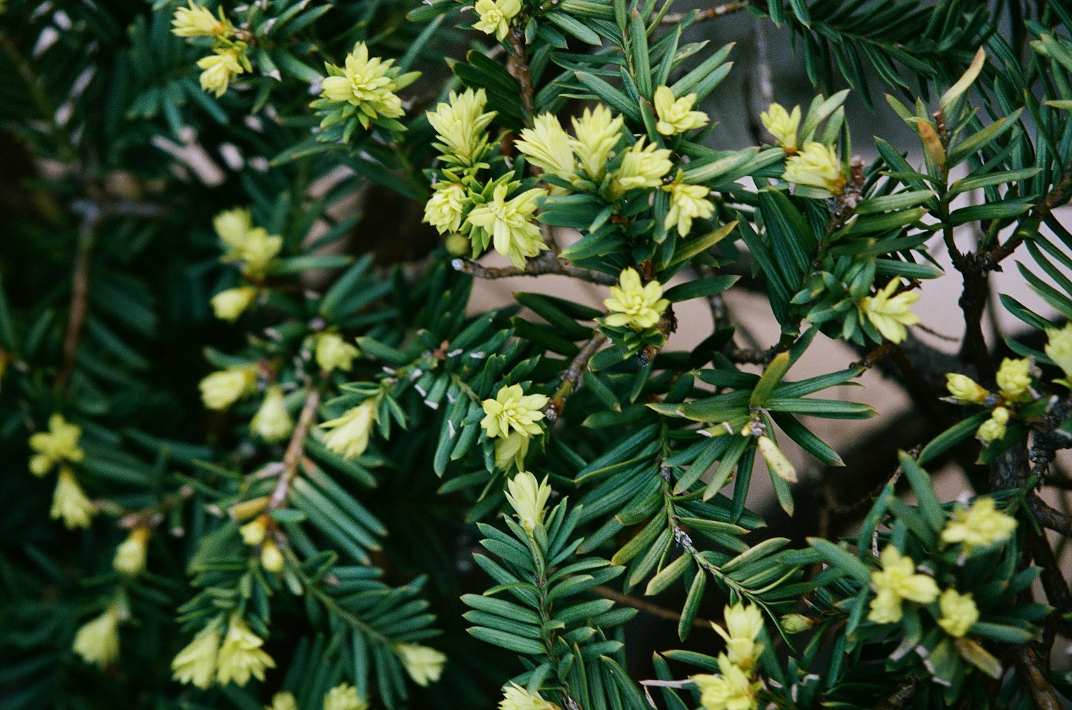 Nahaufnahme einer Pflanze mit grünen Blättern und gelben Blüten
