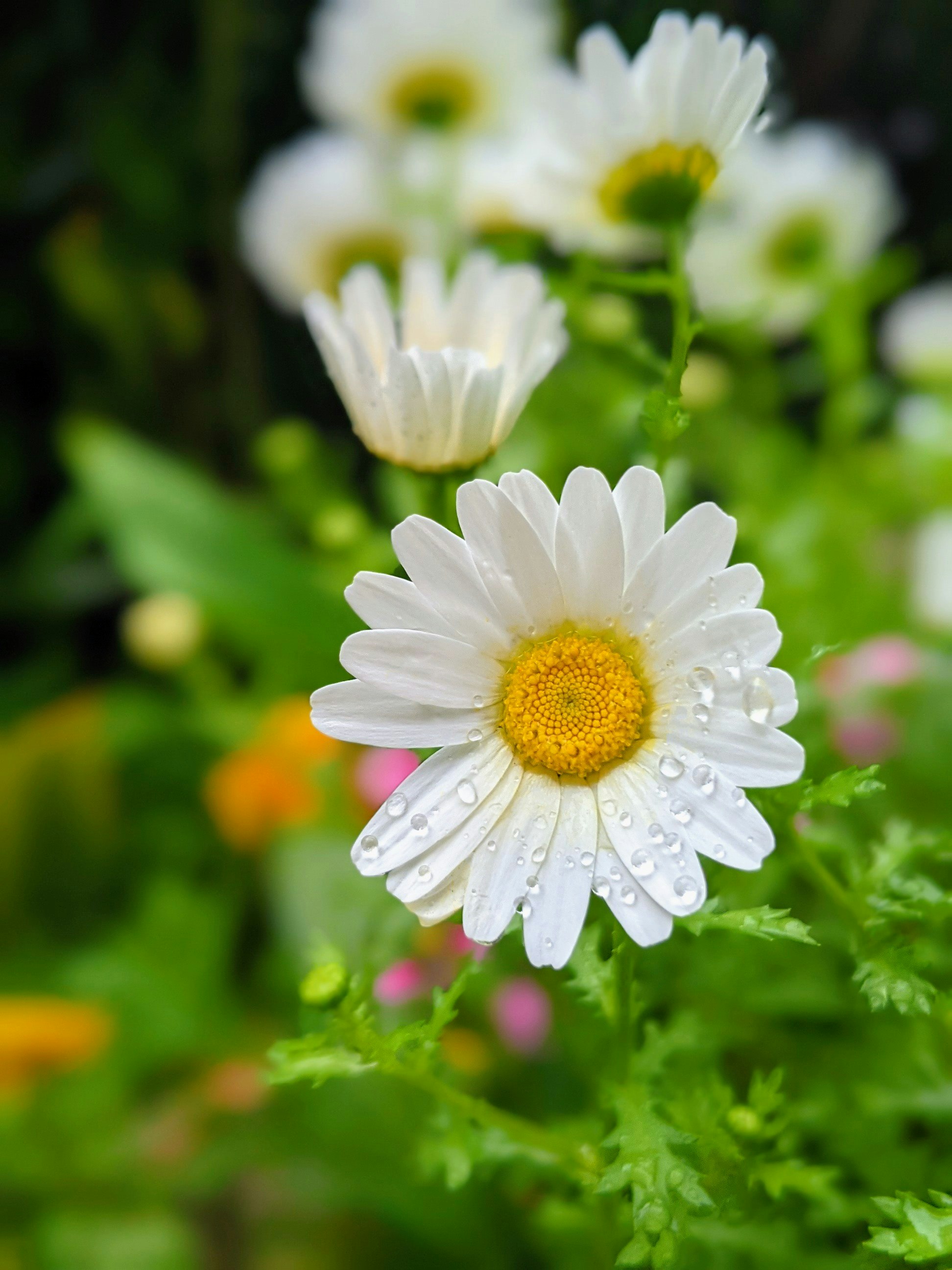白いデージーの花とヒナギクの群生