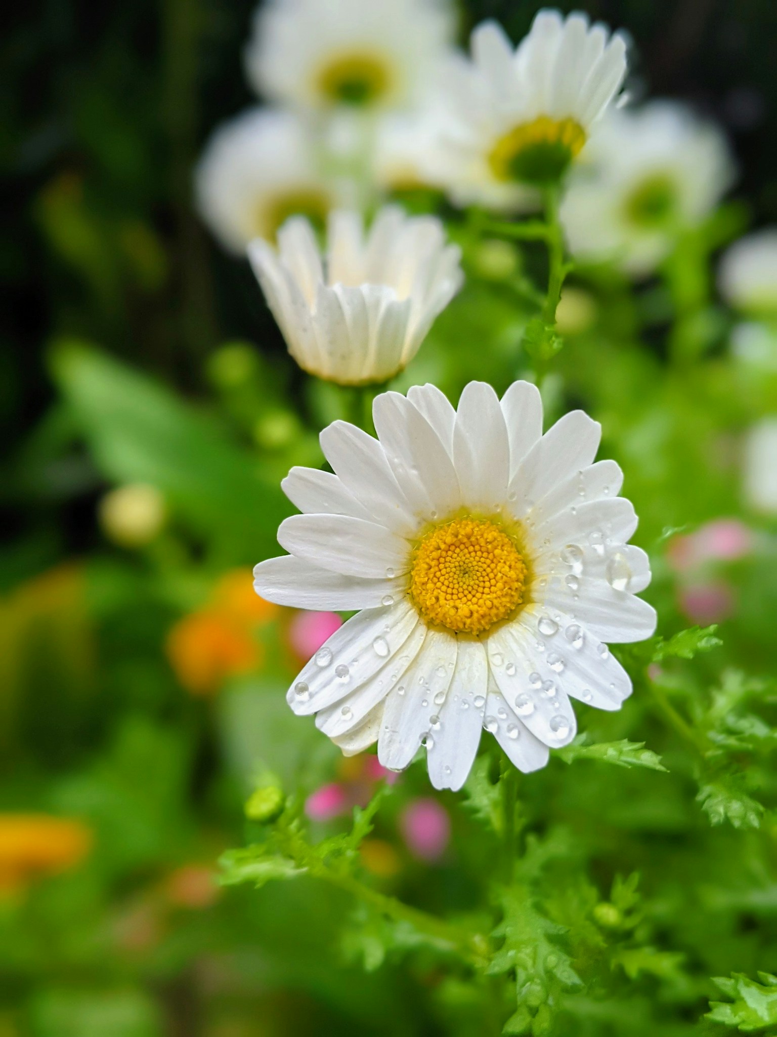 白い花びらと黄色い中心を持つデイジーの花が水滴を伴い緑の葉に囲まれている