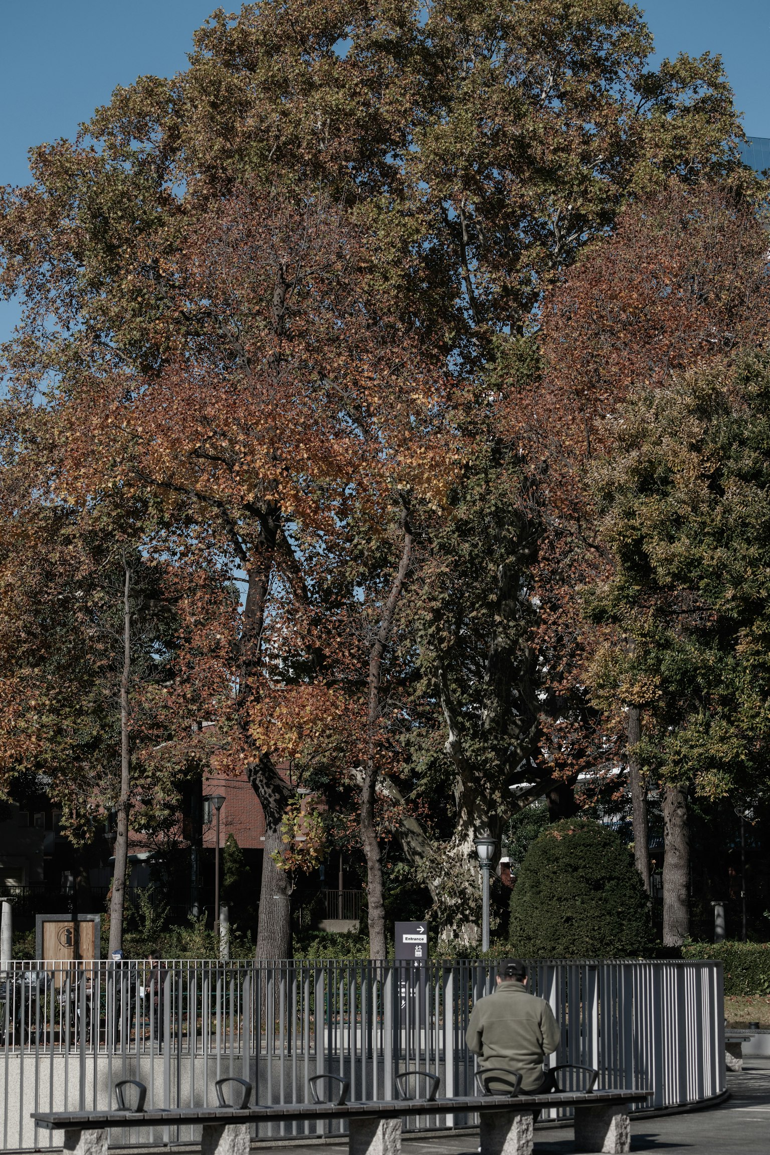 Escena de parque con árboles que muestran colores otoñales