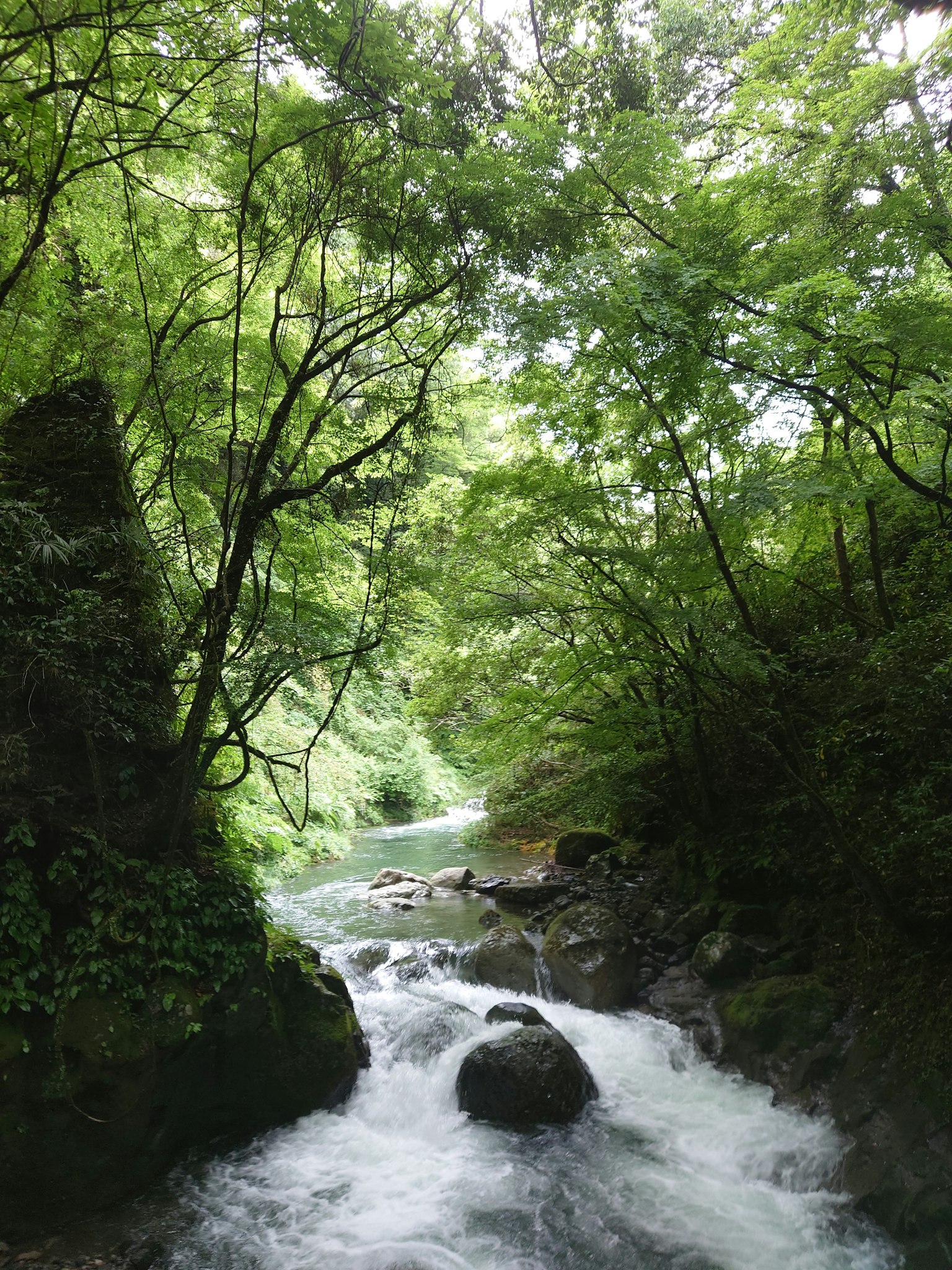 Un arroyo fluyendo entre árboles verdes exuberantes y rocas