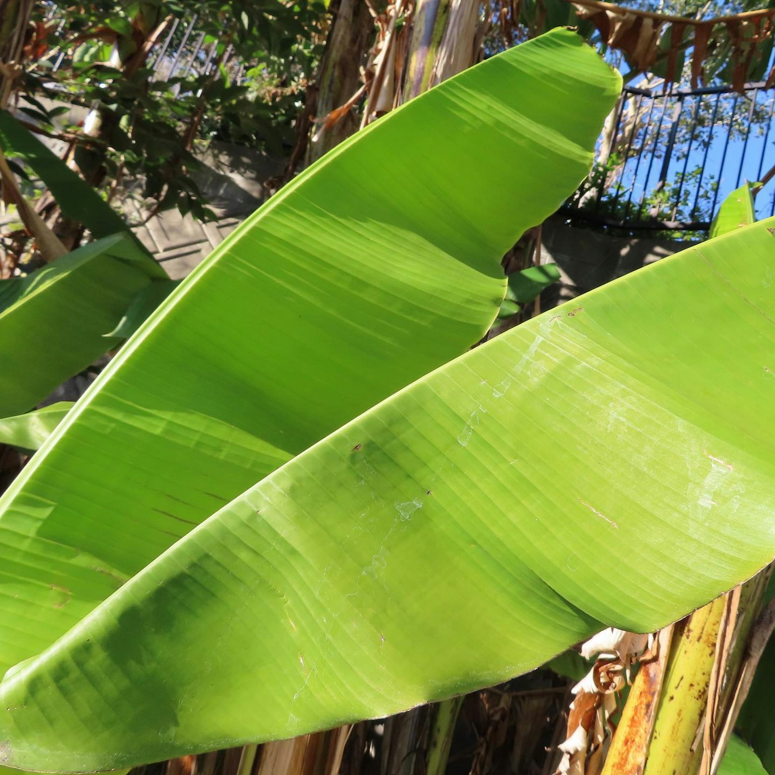 Grandi foglie di banana verdi che brillano al sole