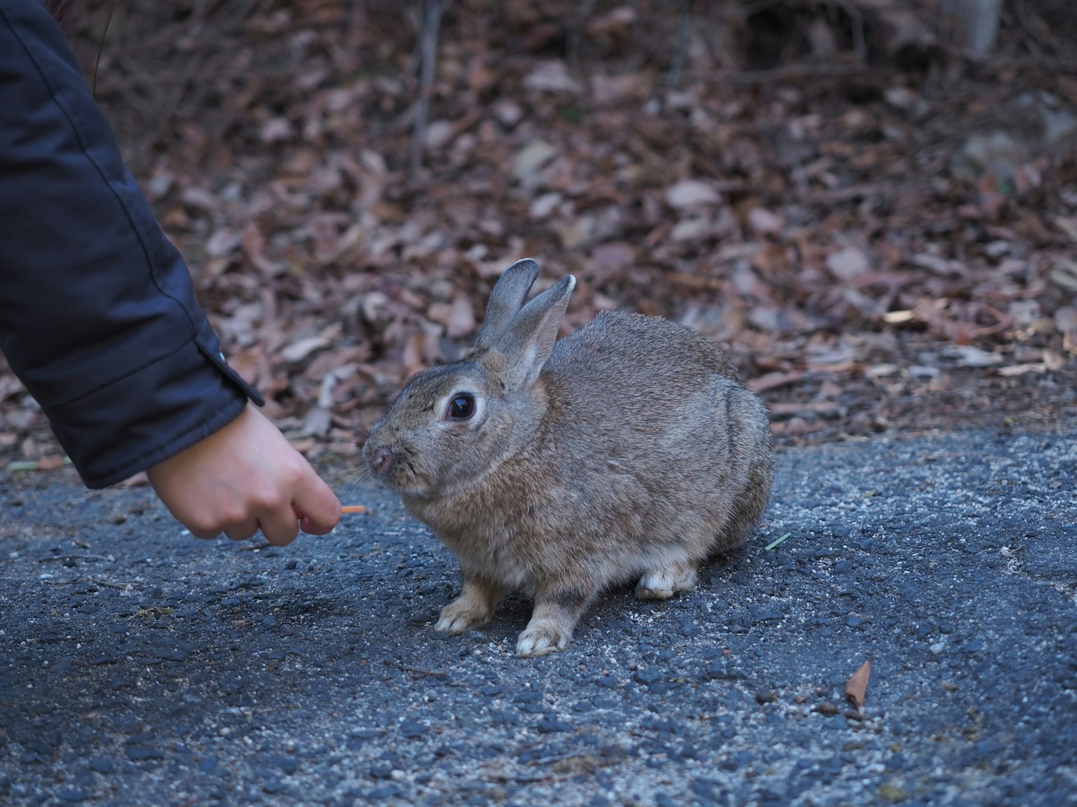 Eine Person, die die Hand nach einem kleinen Kaninchen auf einem Weg ausstreckt