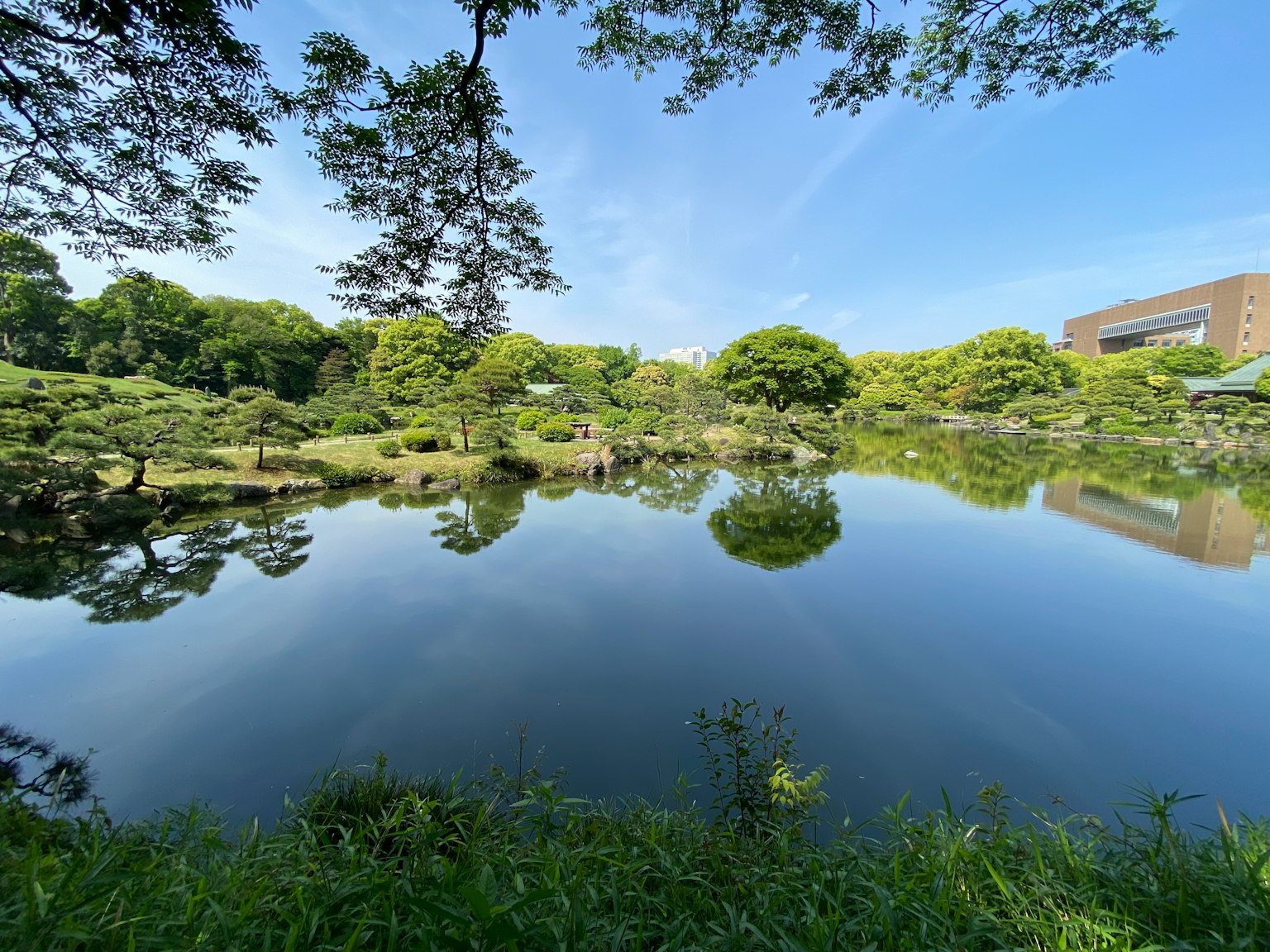 Serene pond with lush greenery and reflections