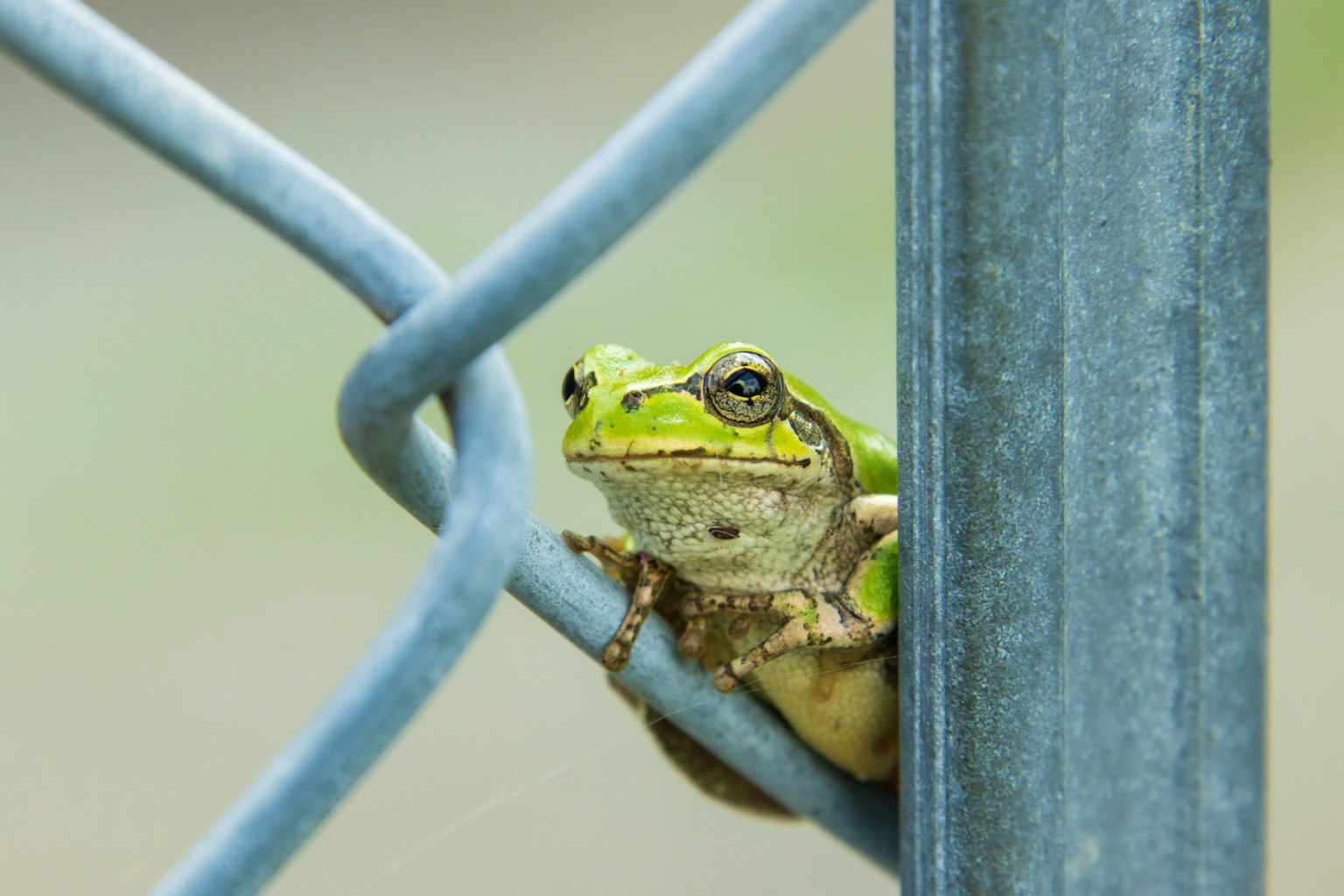 Ein grüner Frosch sitzt zwischen den Drähten eines Zauns