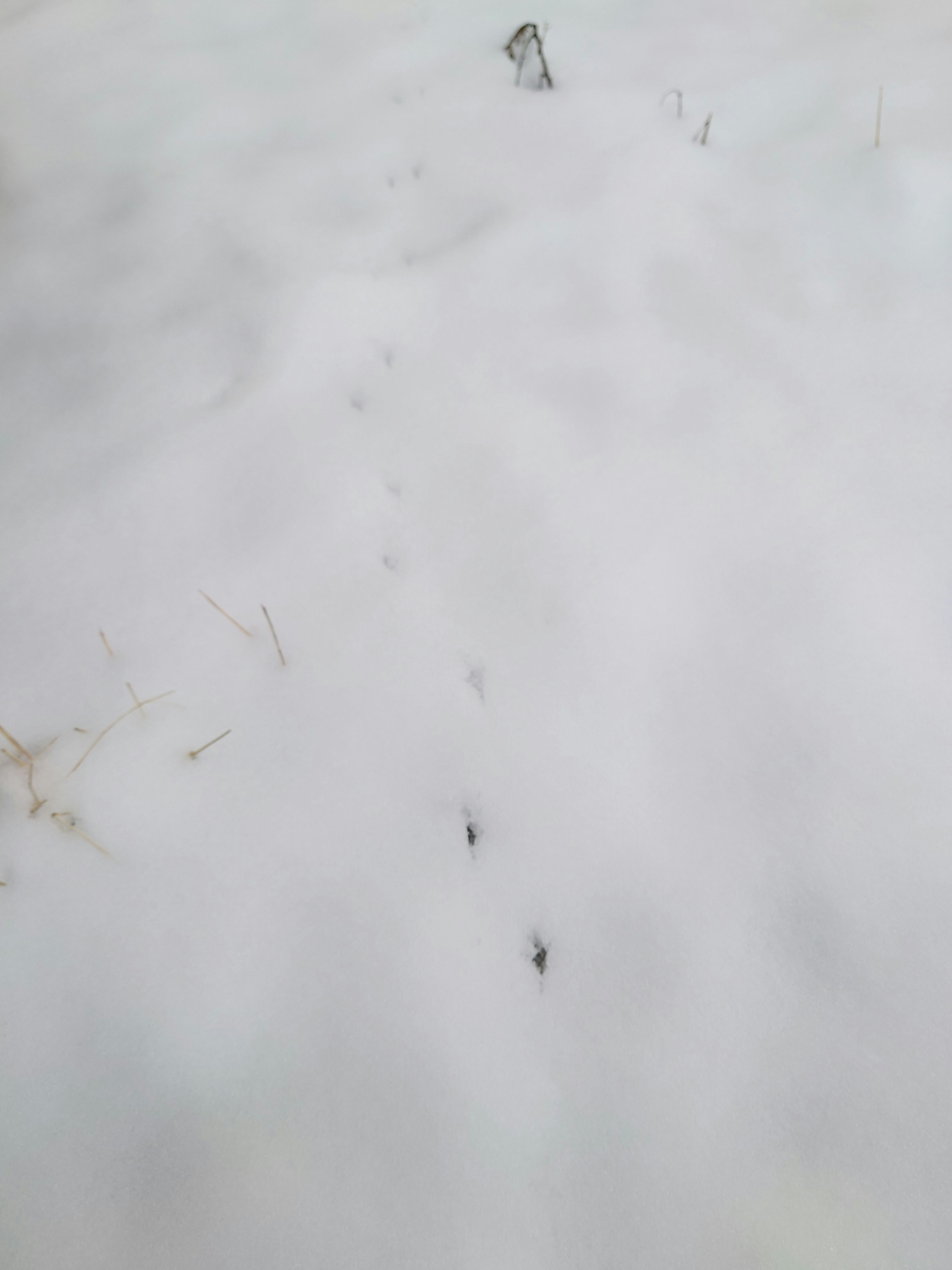 serangga kecil di atas salju