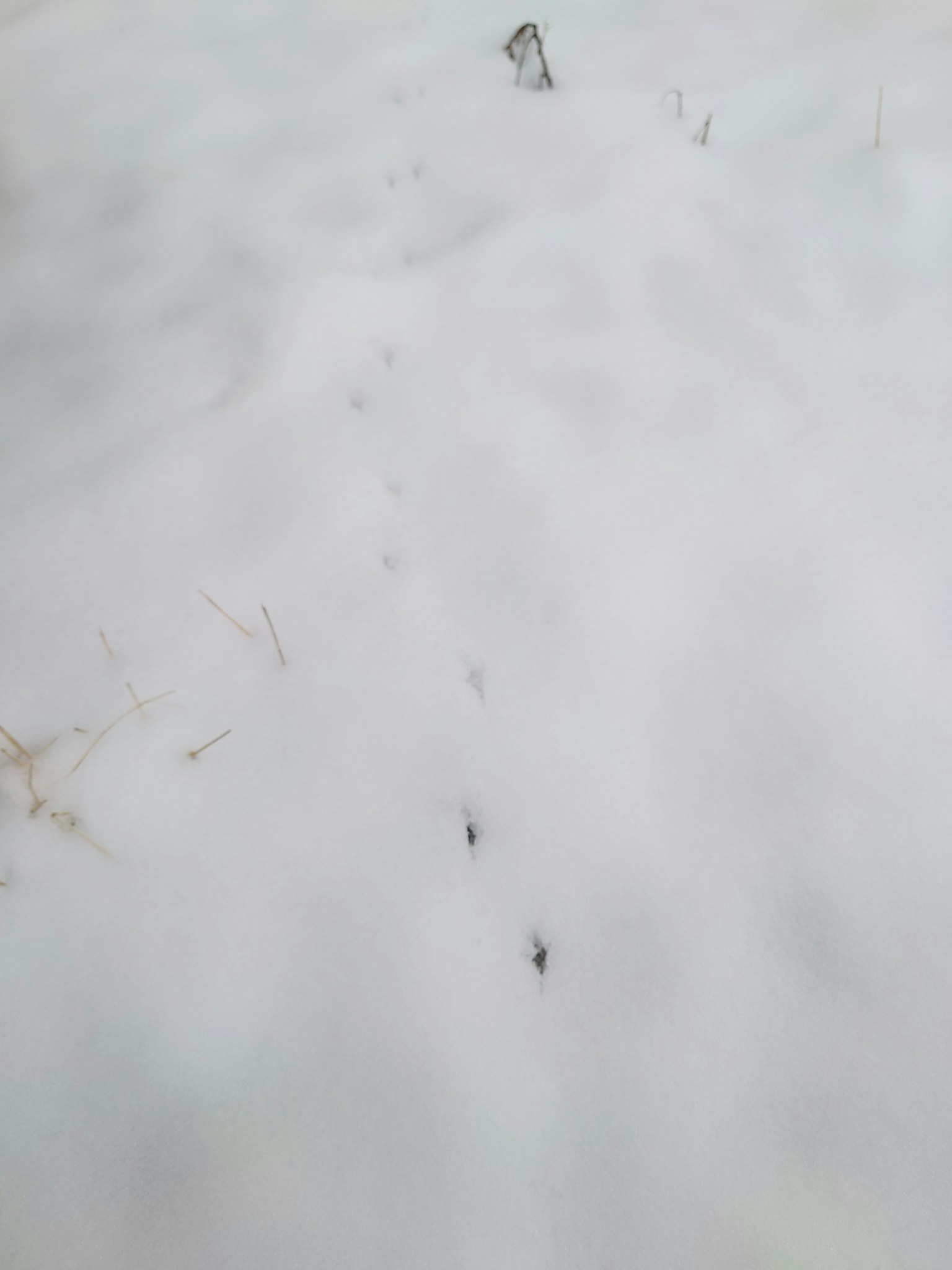 Eine Szene mit kleinen Fußabdrücken im Schnee