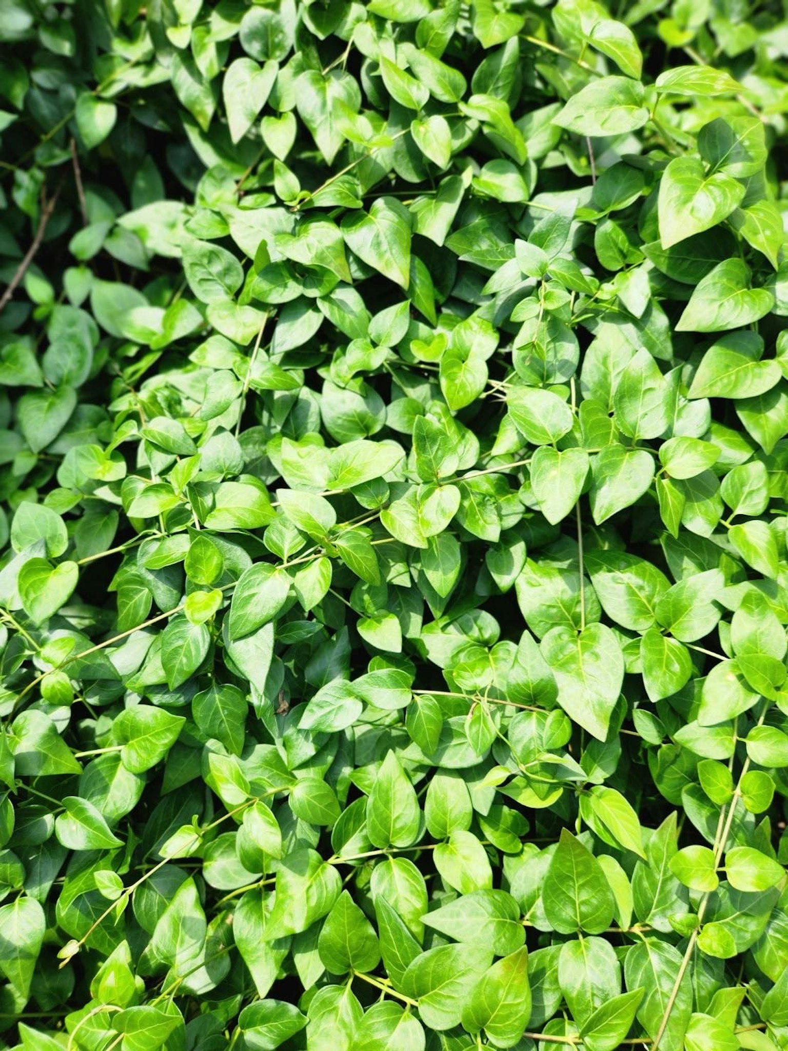 Kedekatan daun hijau yang padat dalam cahaya alami