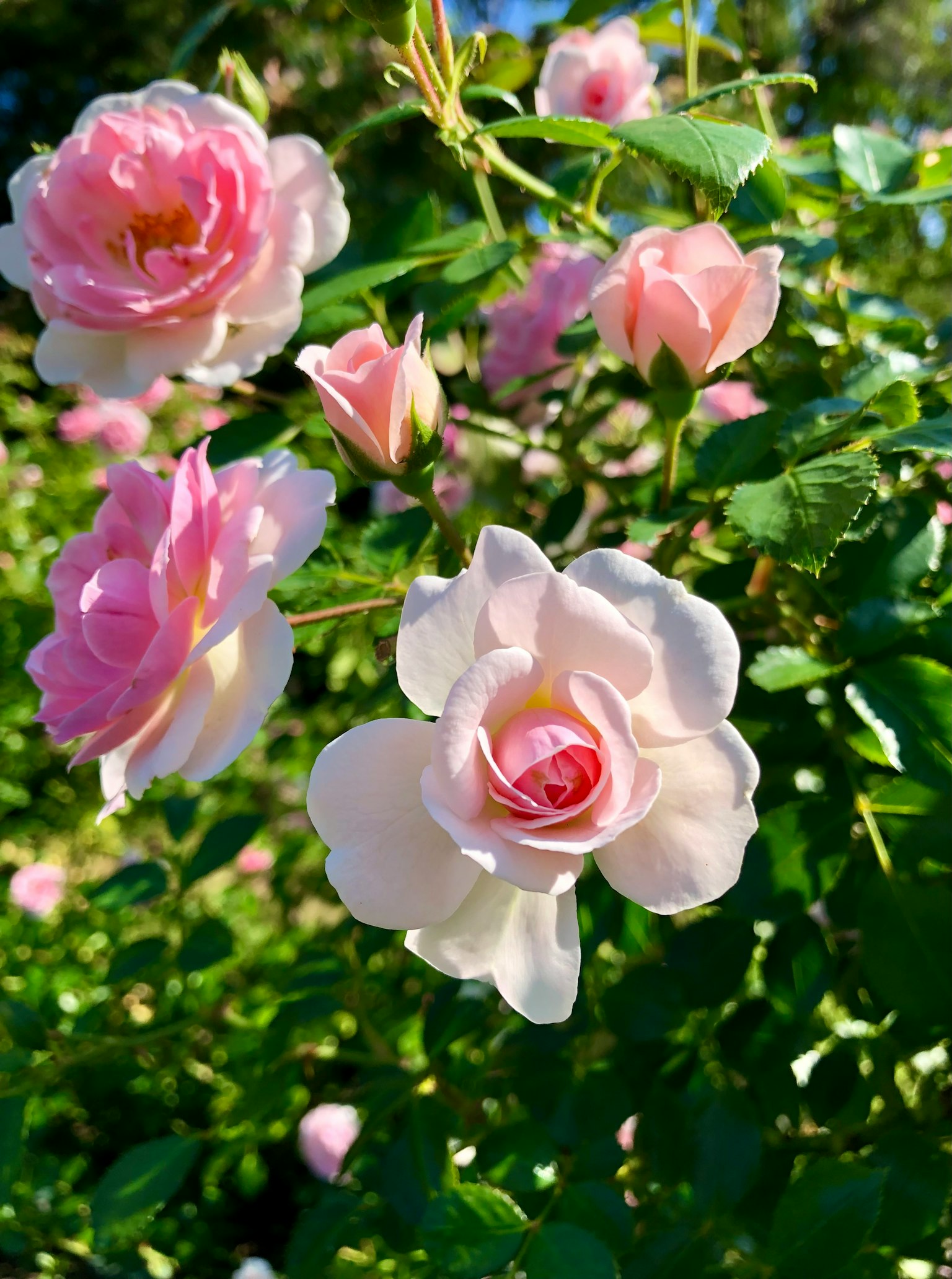 美丽的花园场景，盛开的浅粉色玫瑰