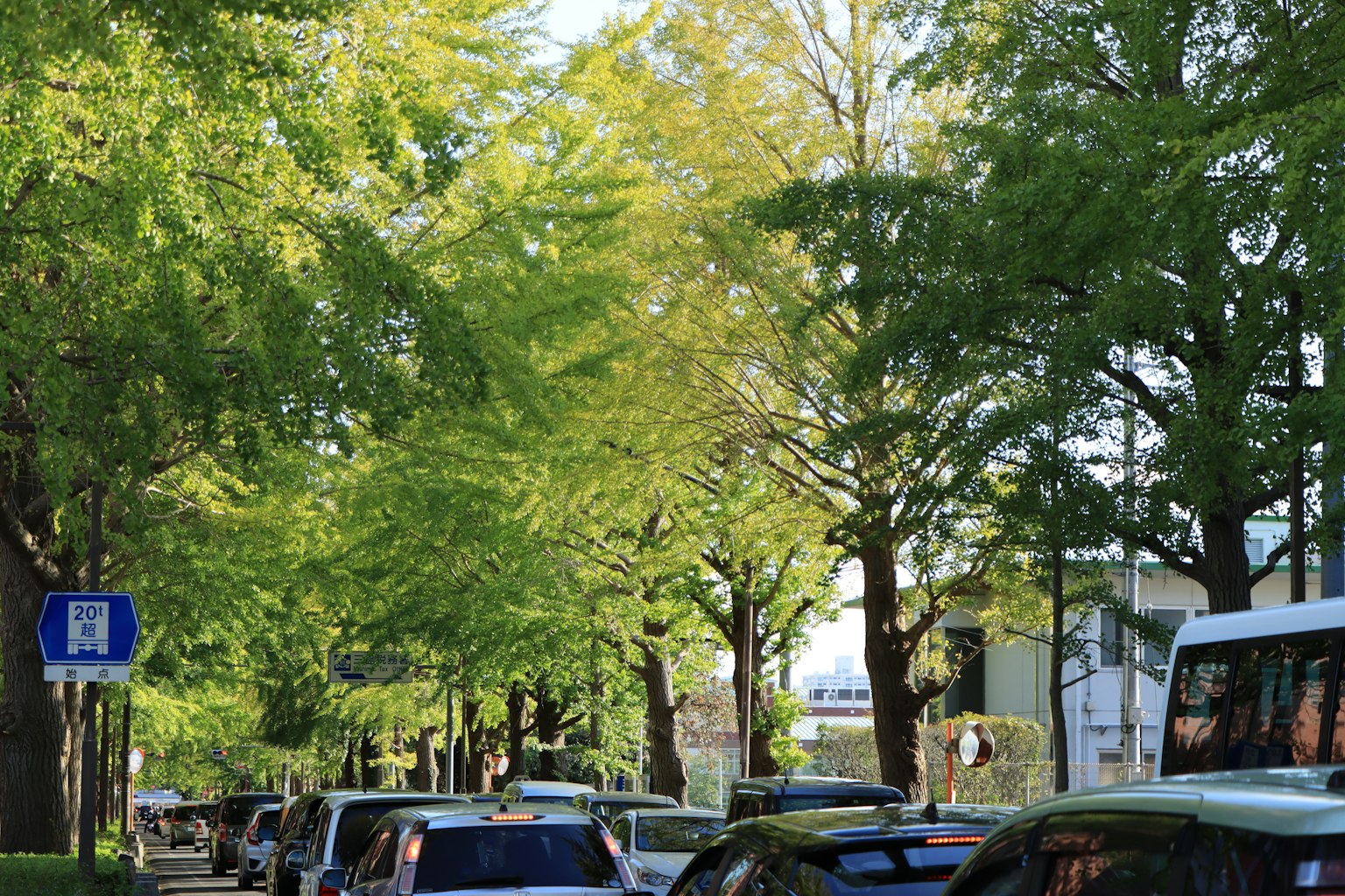 A street lined with green trees and parked cars