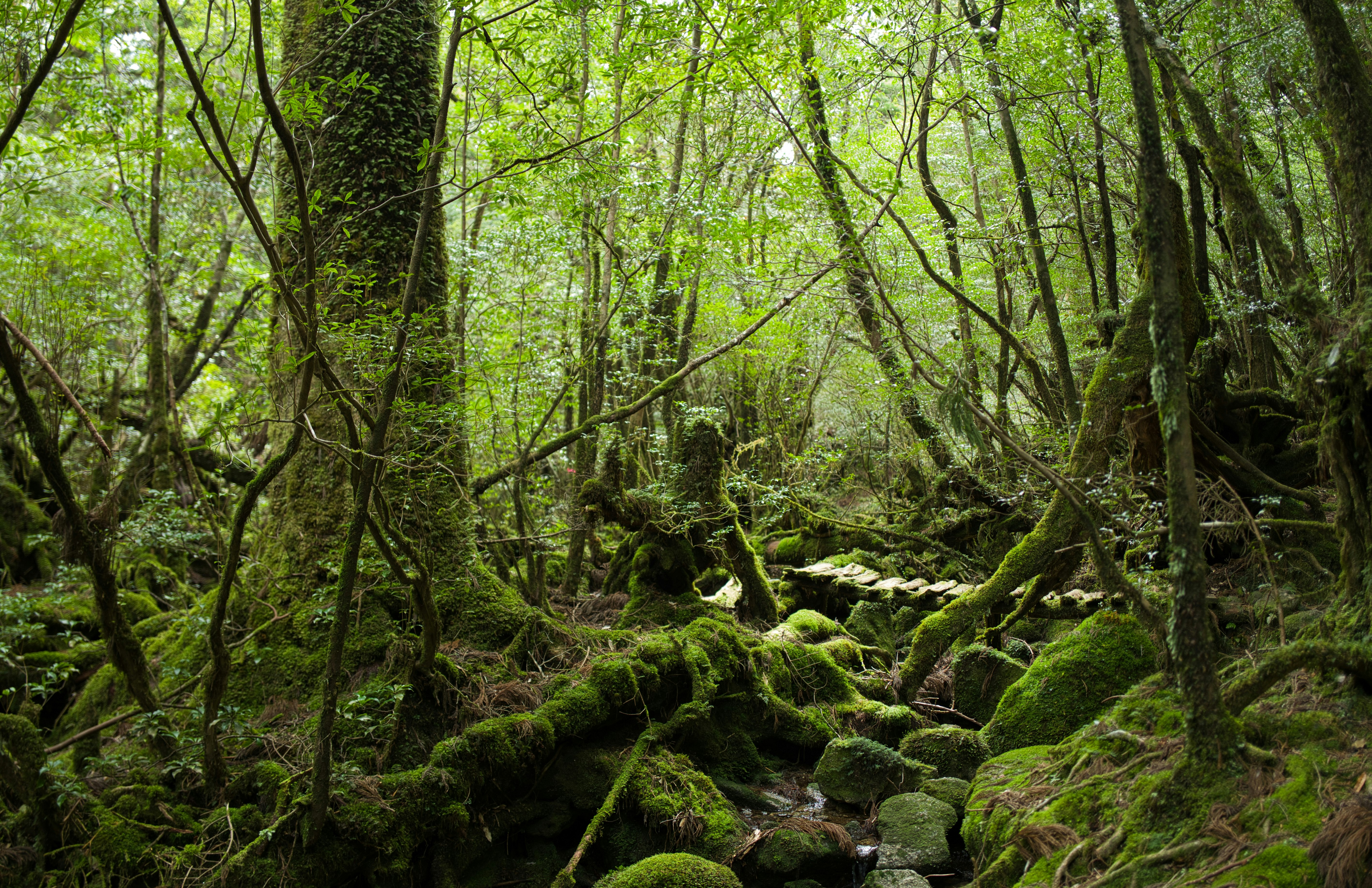 苔むした小川が流れる緑の森の小道