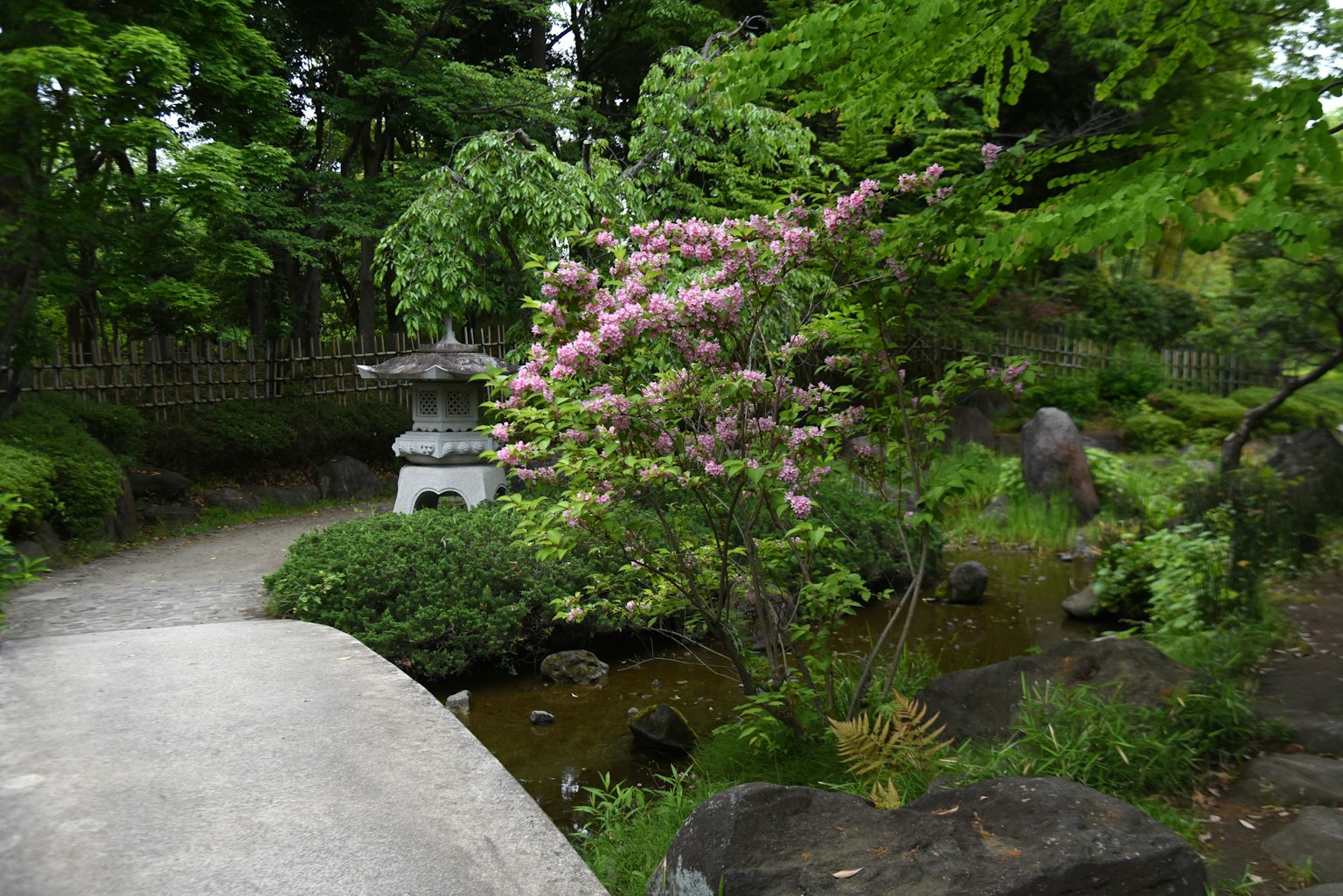Sendero en un jardín exuberante con una linterna de piedra y flores rosas en flor