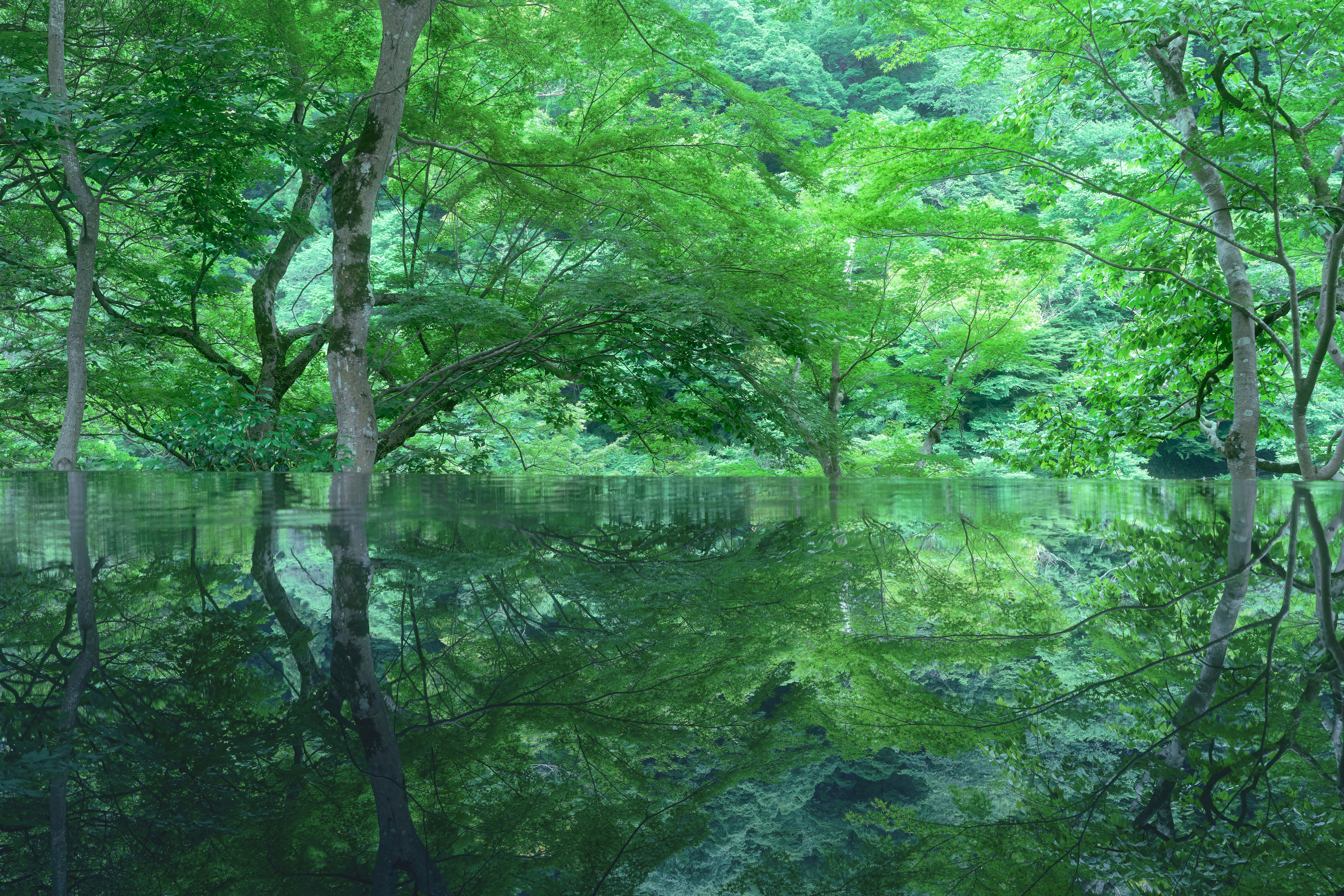 緑の木々が映り込む静かな池の水面