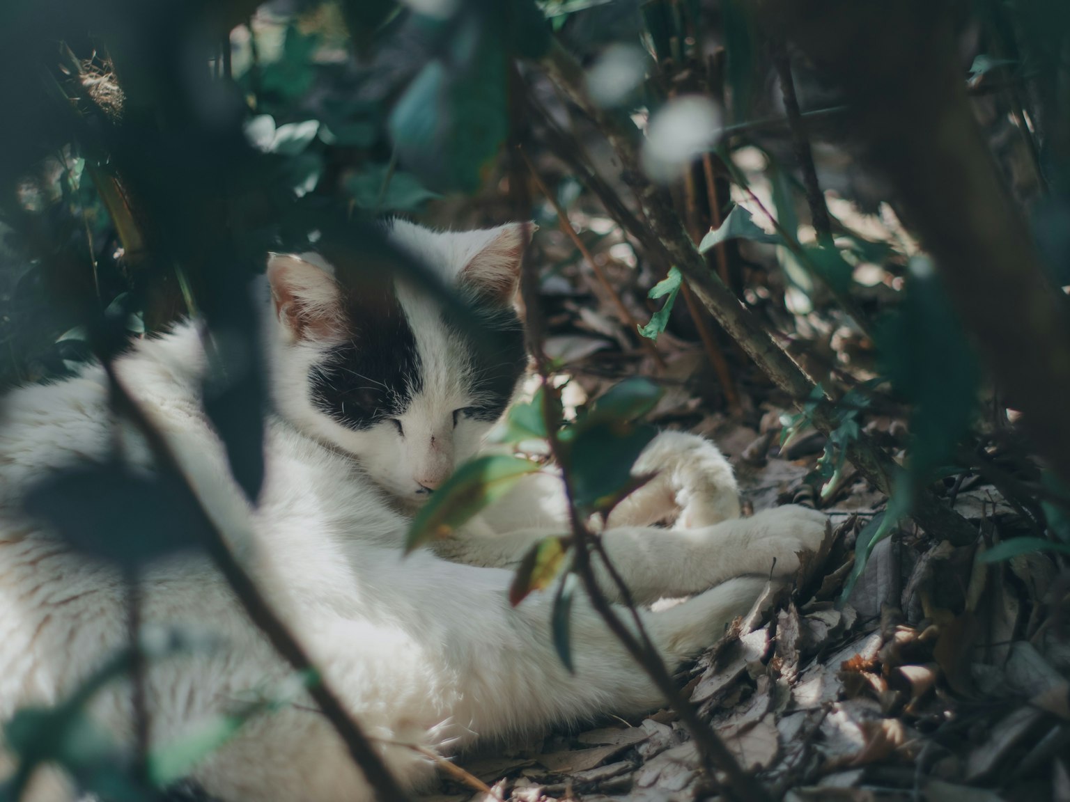 Eine schwarz-weiße Katze, die sich im Grünen entspannt