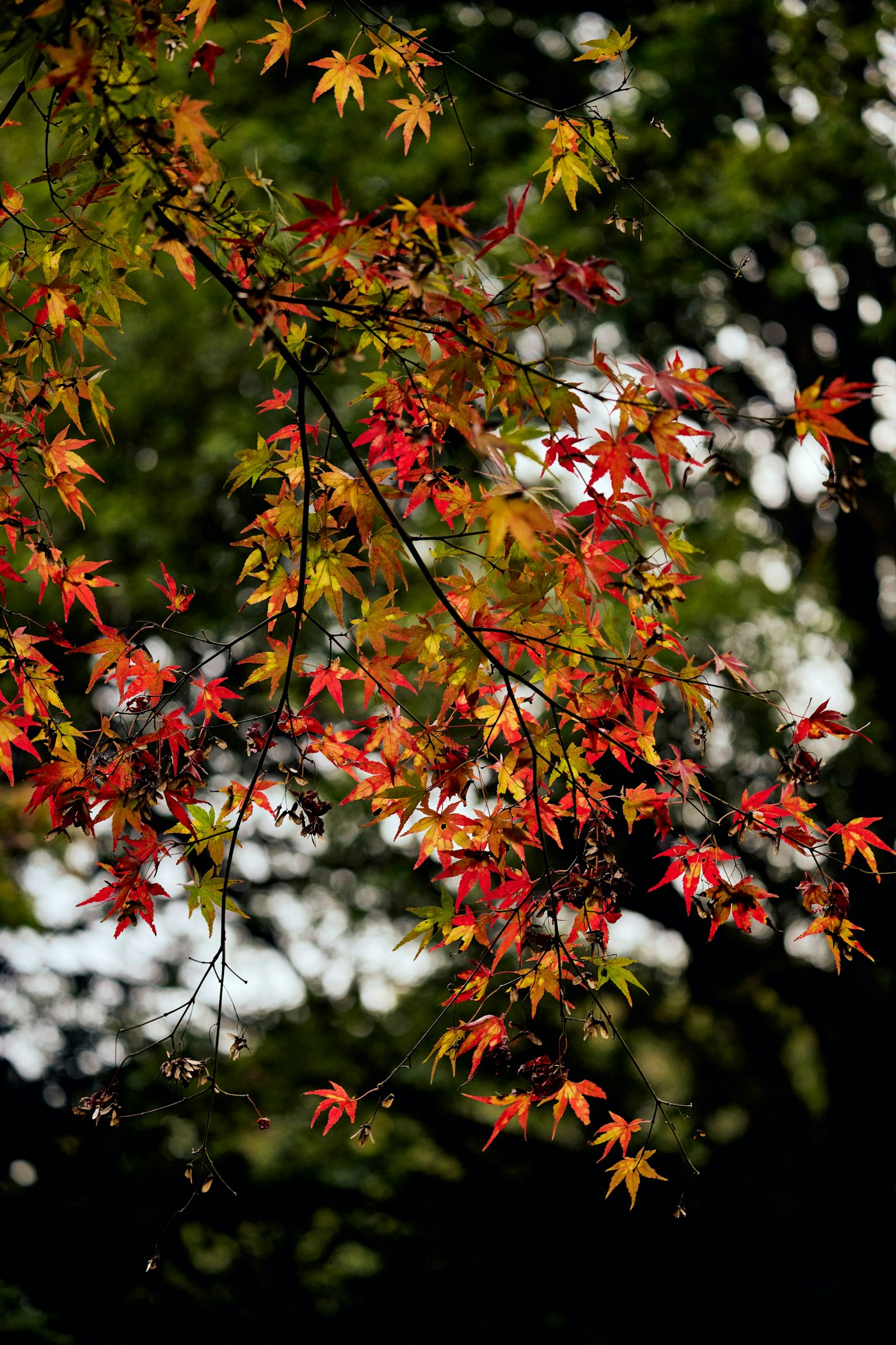 Feuilles d'érable rouges et oranges vibrantes regroupées sur une branche