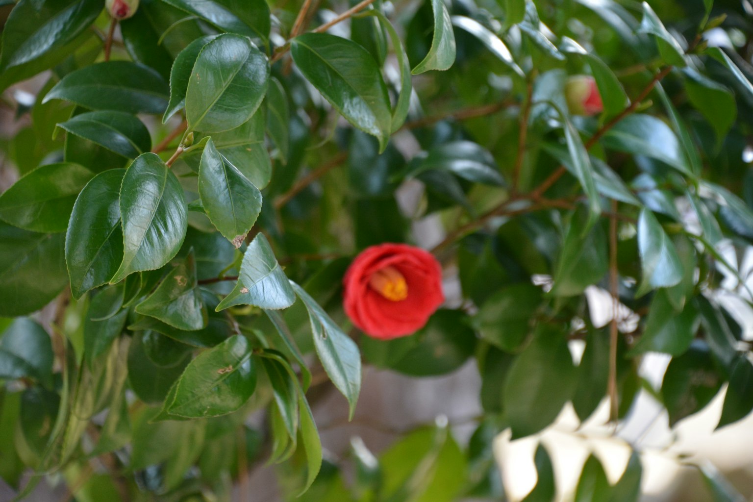 Fiori di camelia rossa vibrante circondati da foglie verdi